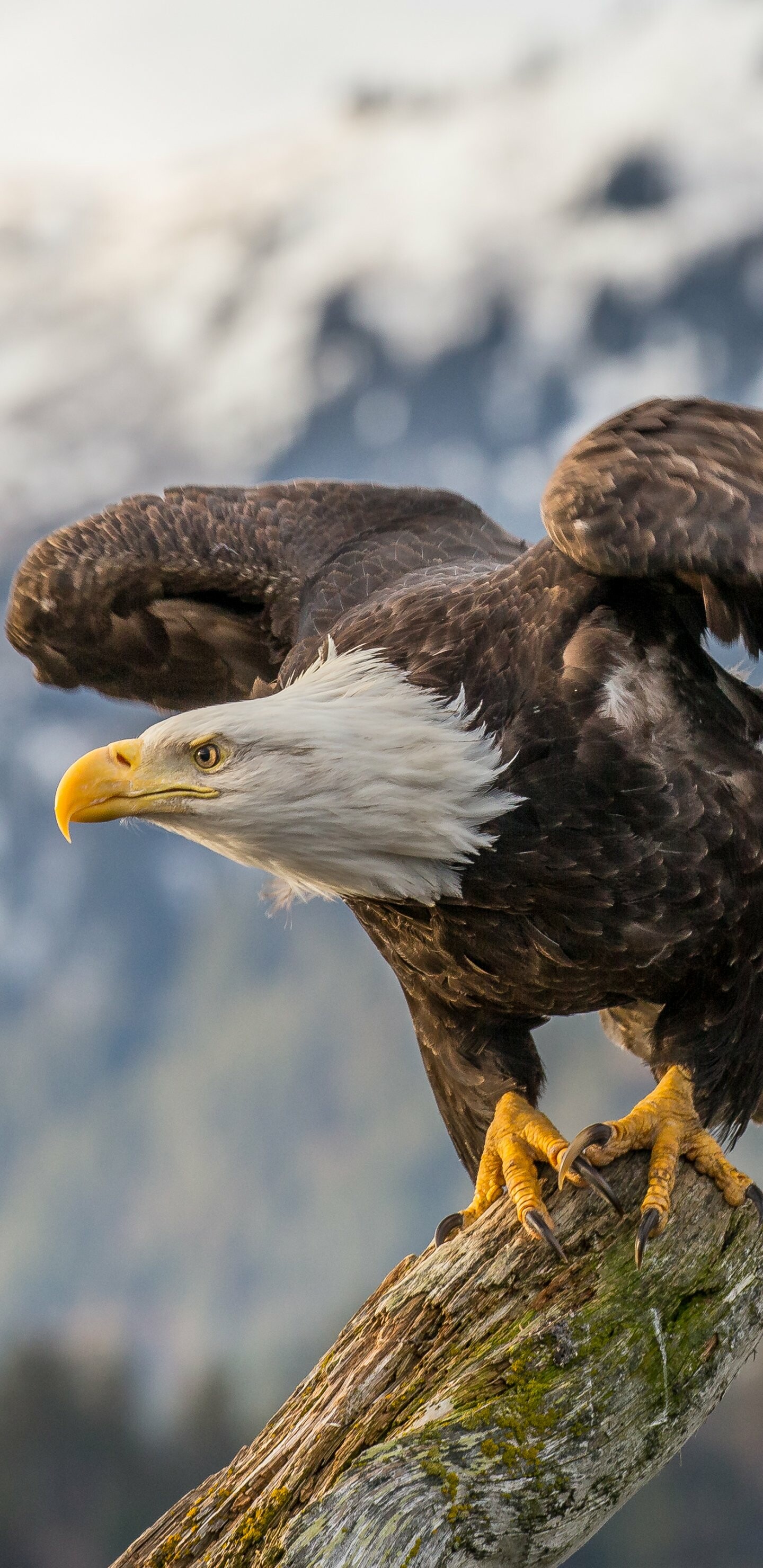 Eagle: The symbol of power, Predator, Bird of prey. 1440x2960 HD Background.