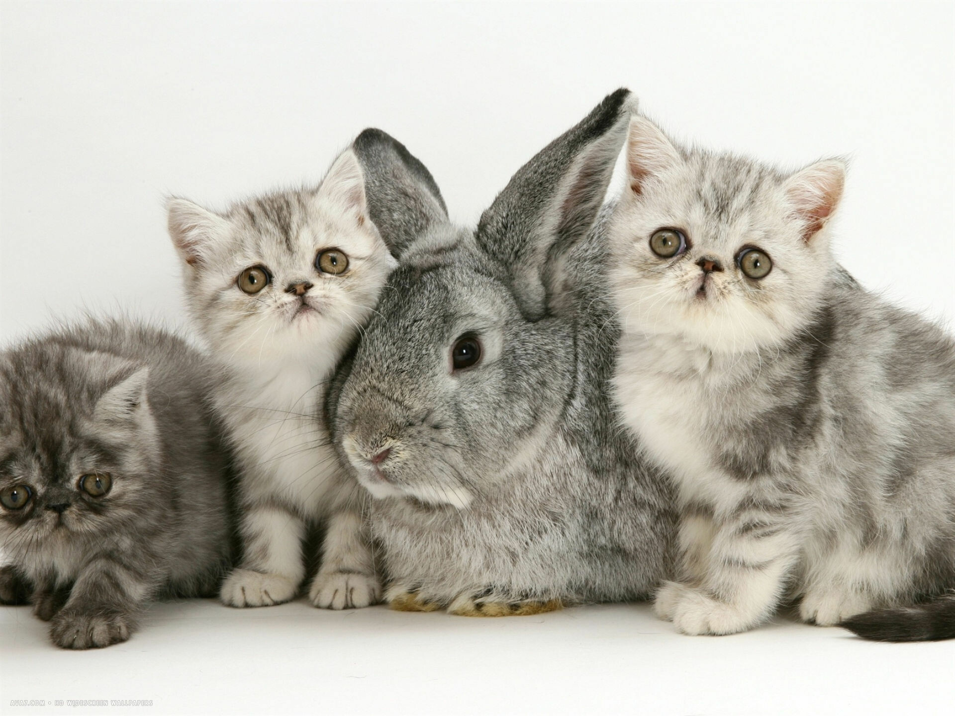 Exotic Shorthair cat, Silver kittens, Playful companions, Furry friends, 1920x1440 HD Desktop