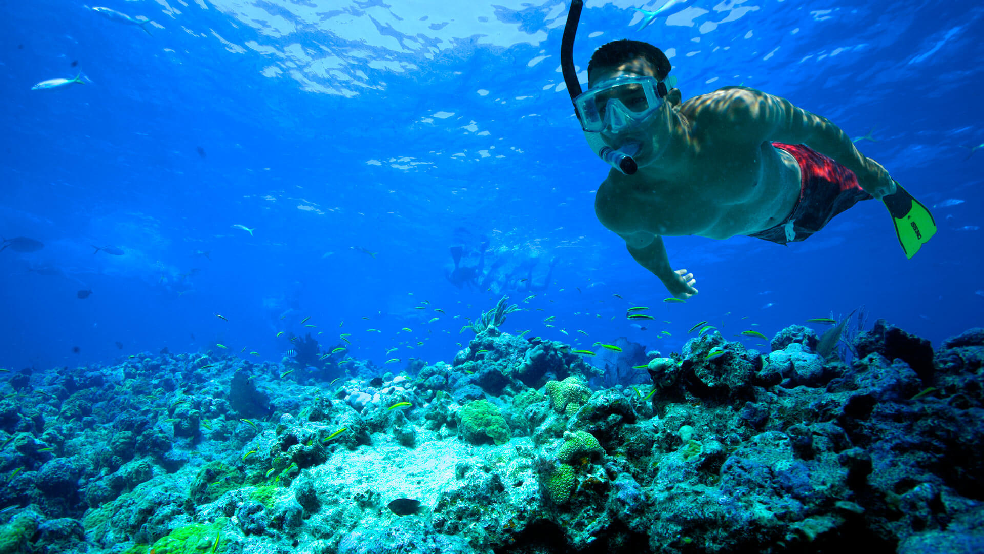 Snorkeling: Coral reef, Key West, Exploring the beautiful underwater world, Divemaster. 1920x1080 Full HD Background.