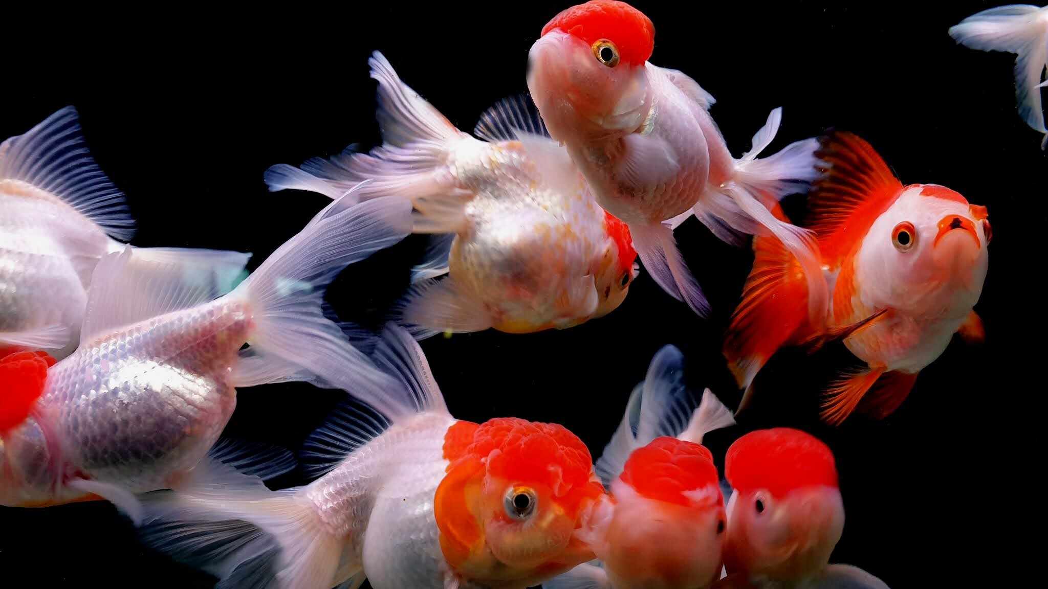 Fish: Oranda, Goldfish, Aquarium species. 2050x1160 HD Background.