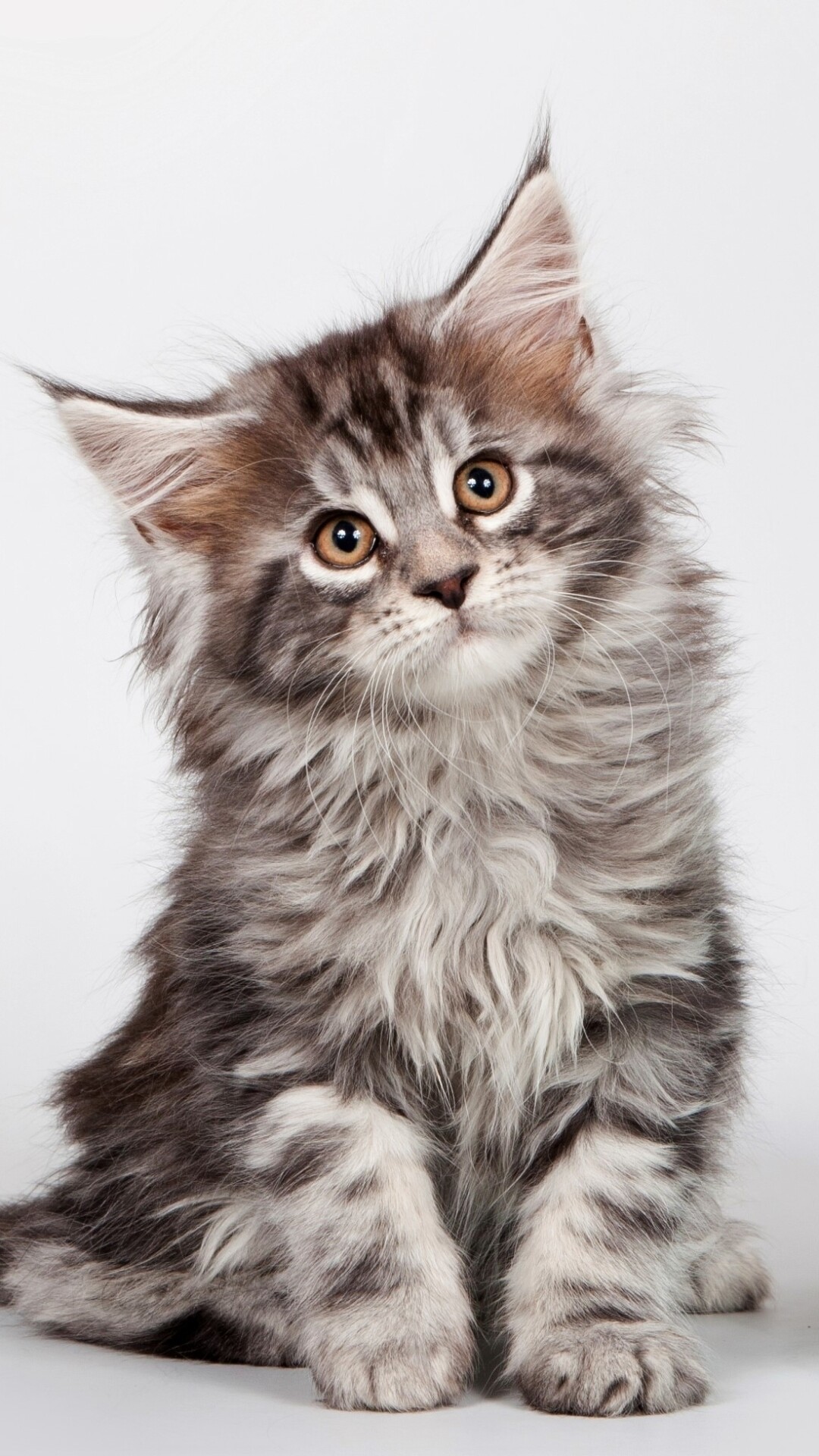 Maine Coon: Known for its massive size, shaggy coat, and large tufted ears reminiscent of a bobcat. 1080x1920 Full HD Background.