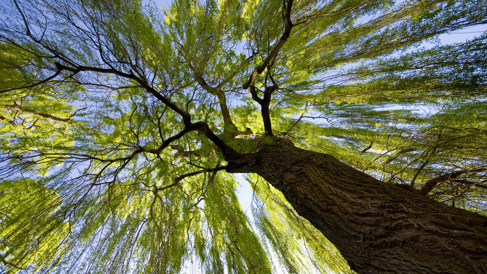 Tree HD wallpaper, Nature's splendor, Majestic scenery, Captivating beauty, 1920x1080 Full HD Desktop