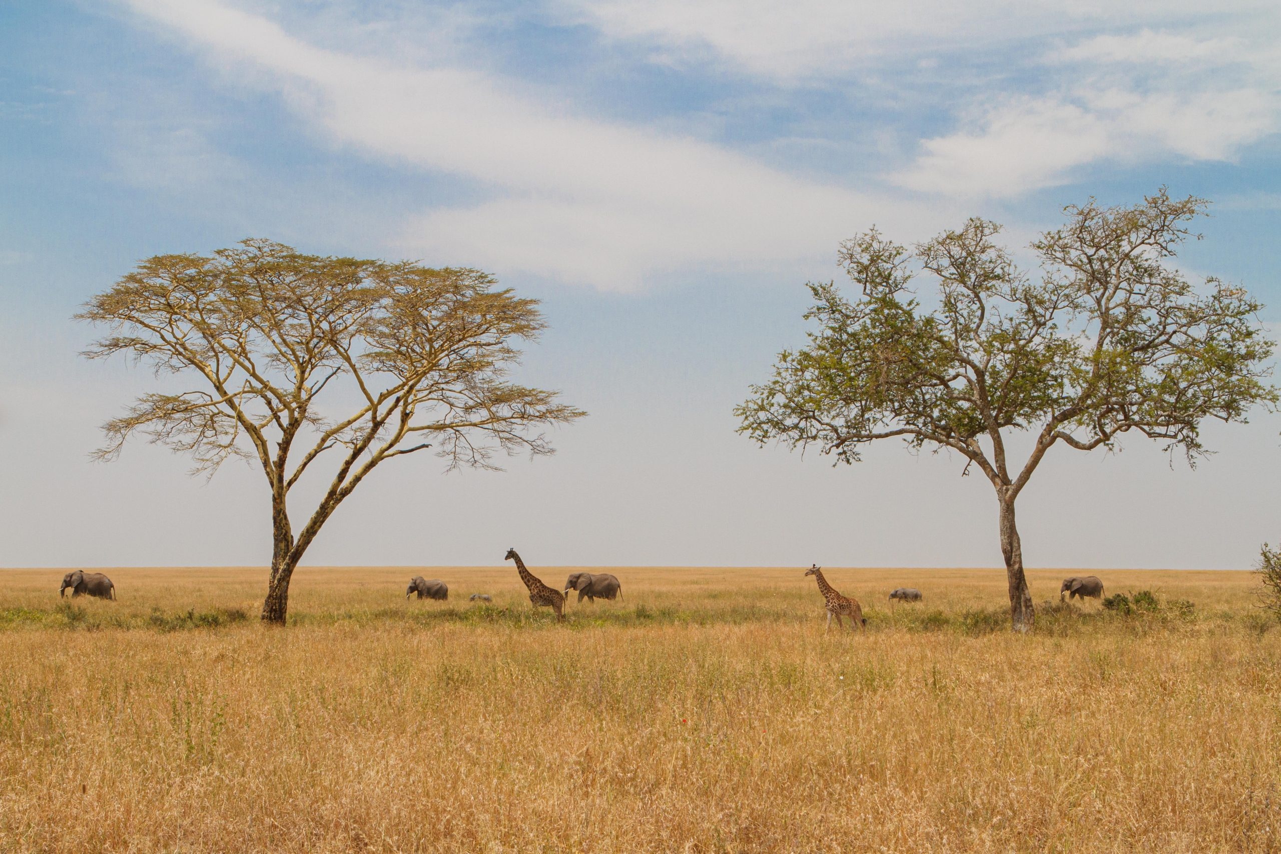 Fesselnde Fotos der Serengeti, 2560x1710 HD Desktop
