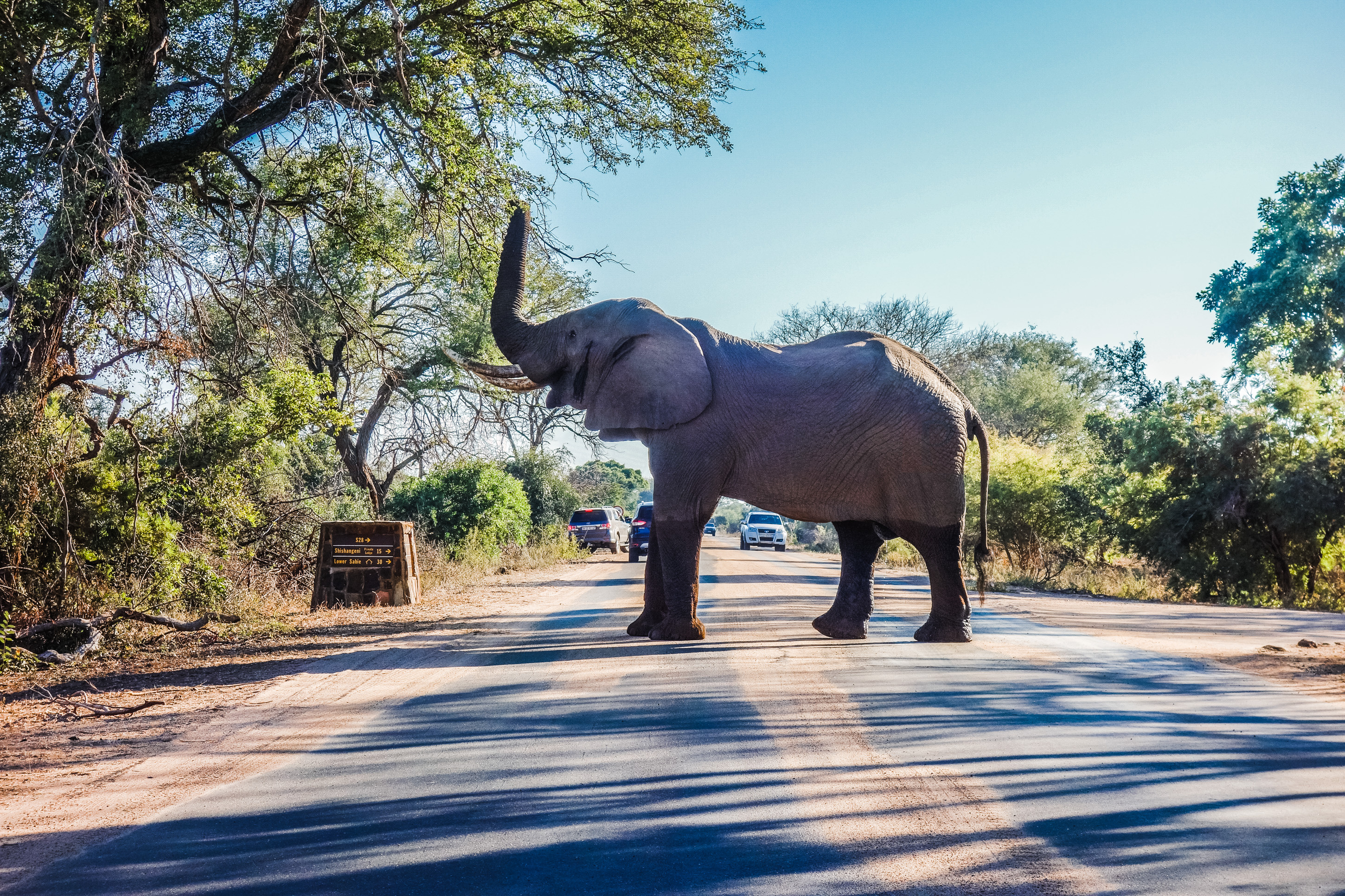 Kruger National Park, Wildlife photography, African wildlife, Nature's majestic beauty, 2900x1940 HD Desktop