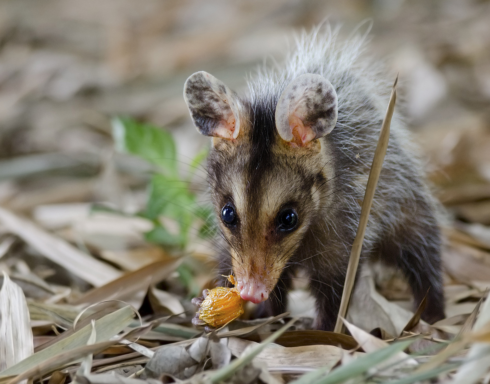 Opossum, Nature's scavengers, Mysterious marsupials, Bushy tails, 2050x1610 HD Desktop