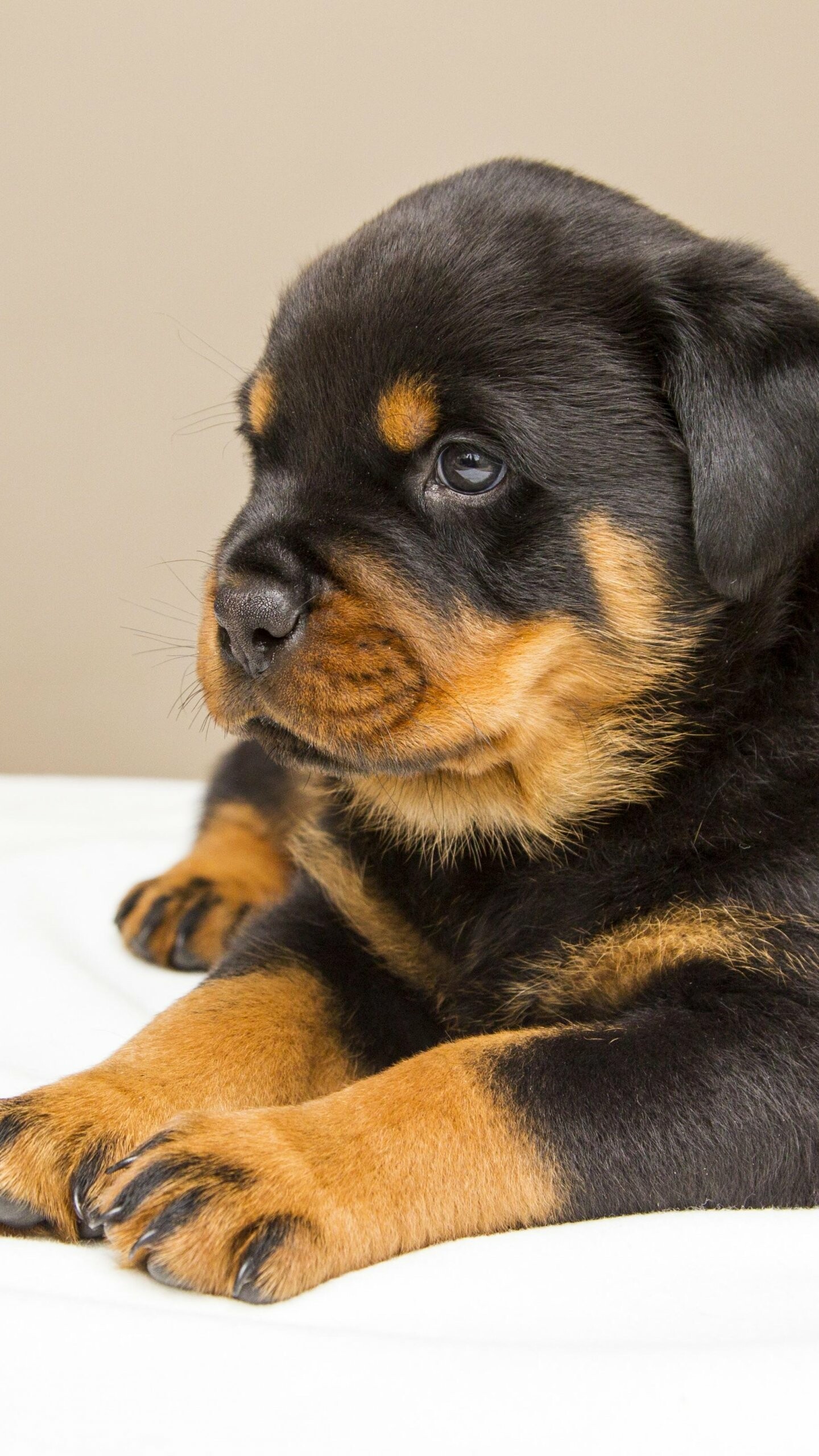 Puppy: Rottweiler, Used as search and rescue dogs, guard dogs, and police dogs. 1440x2560 HD Background.