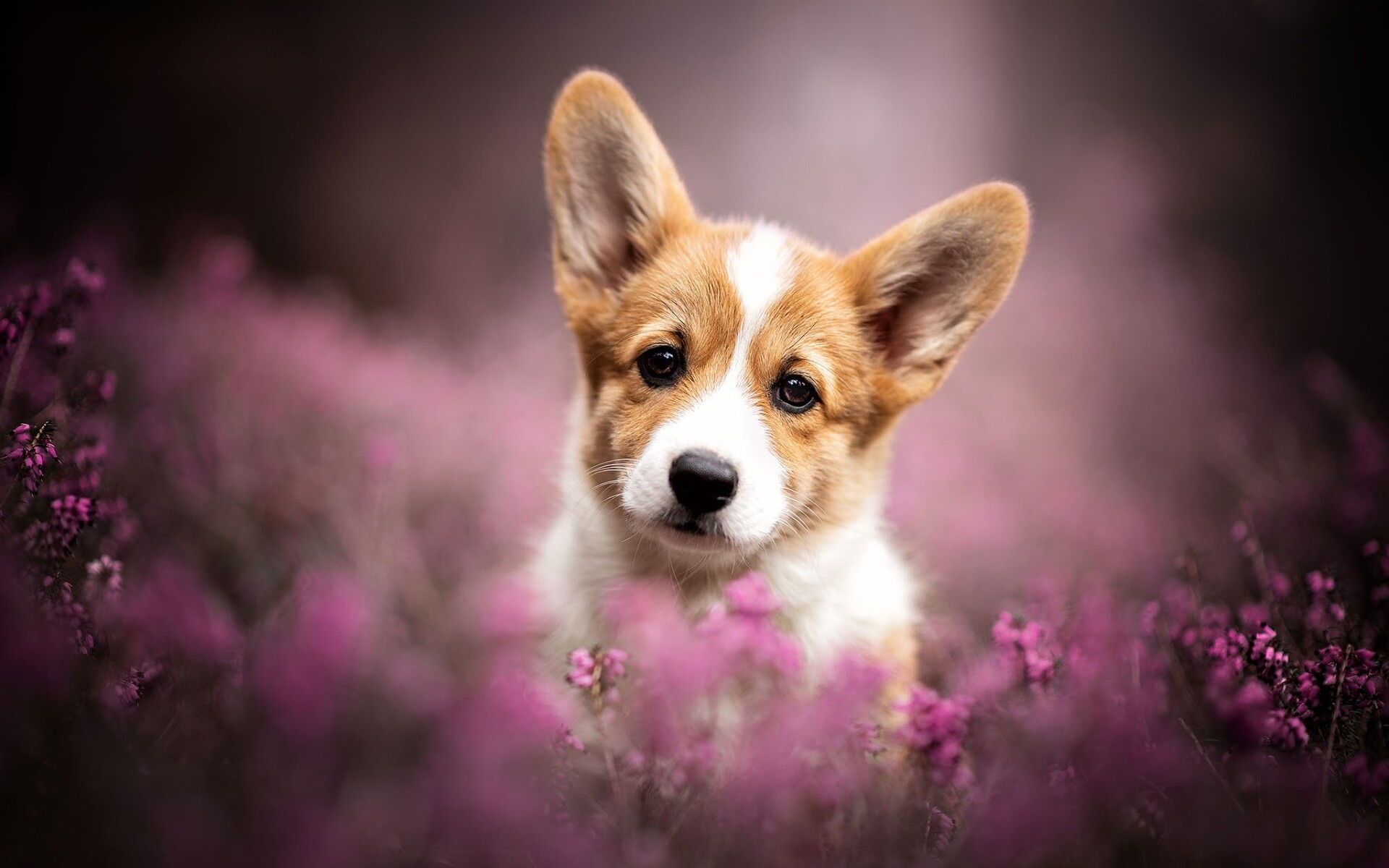 Corgi: Lavender, Pets, Welsh dogs, Puppy, Cute dog, Pembroke. 1920x1200 HD Background.