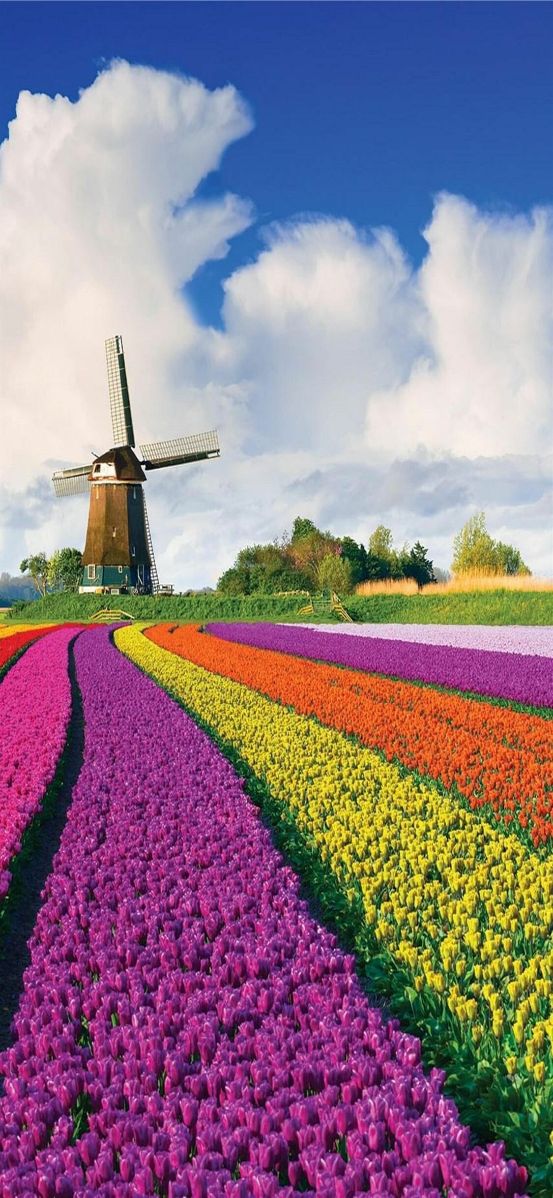Netherlands: Tulip farms, The province of Flevoland. 1130x2440 HD Background.