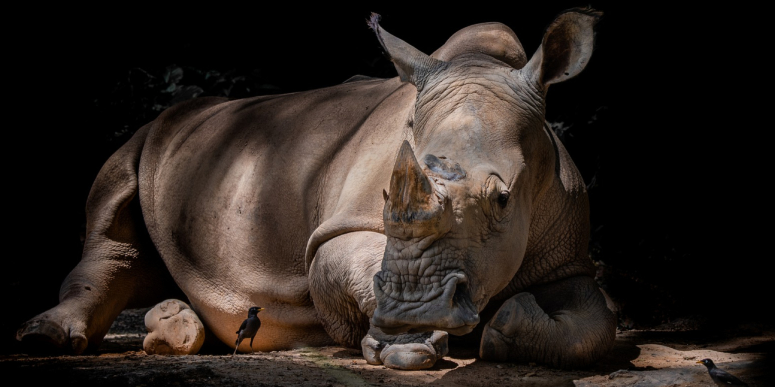 Rhino, Animals, Rhino shadows, HD rhino, 2560x1280 Dual Screen Desktop