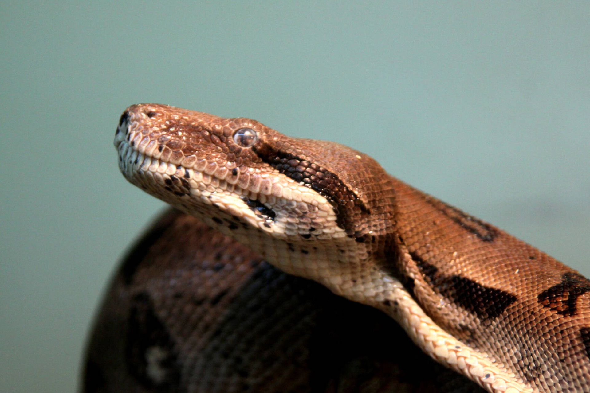 Snake images, Python snake, Reptile photography, CC BY license, 1920x1280 HD Desktop