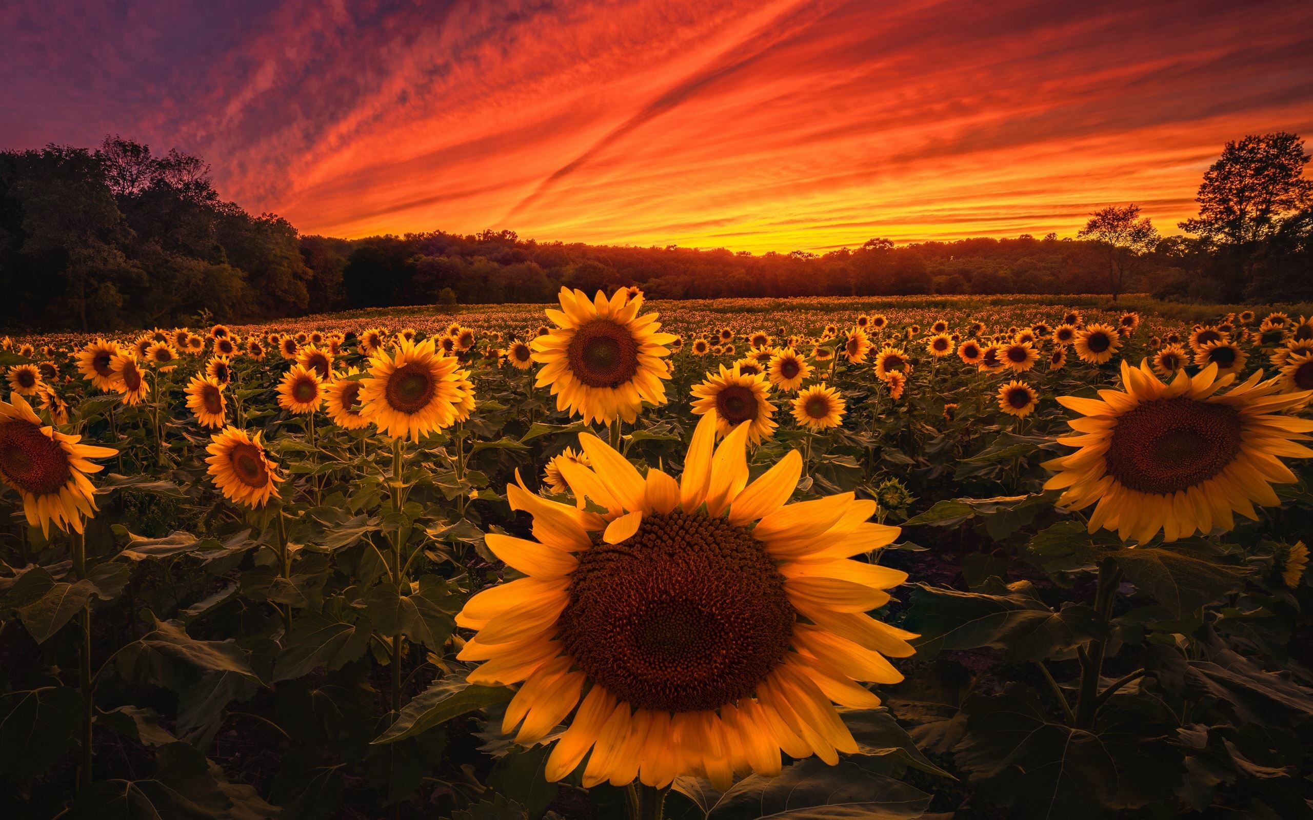 Sunflower: The outer flowers, which resemble petals, are called ray flowers. 2560x1600 HD Background.