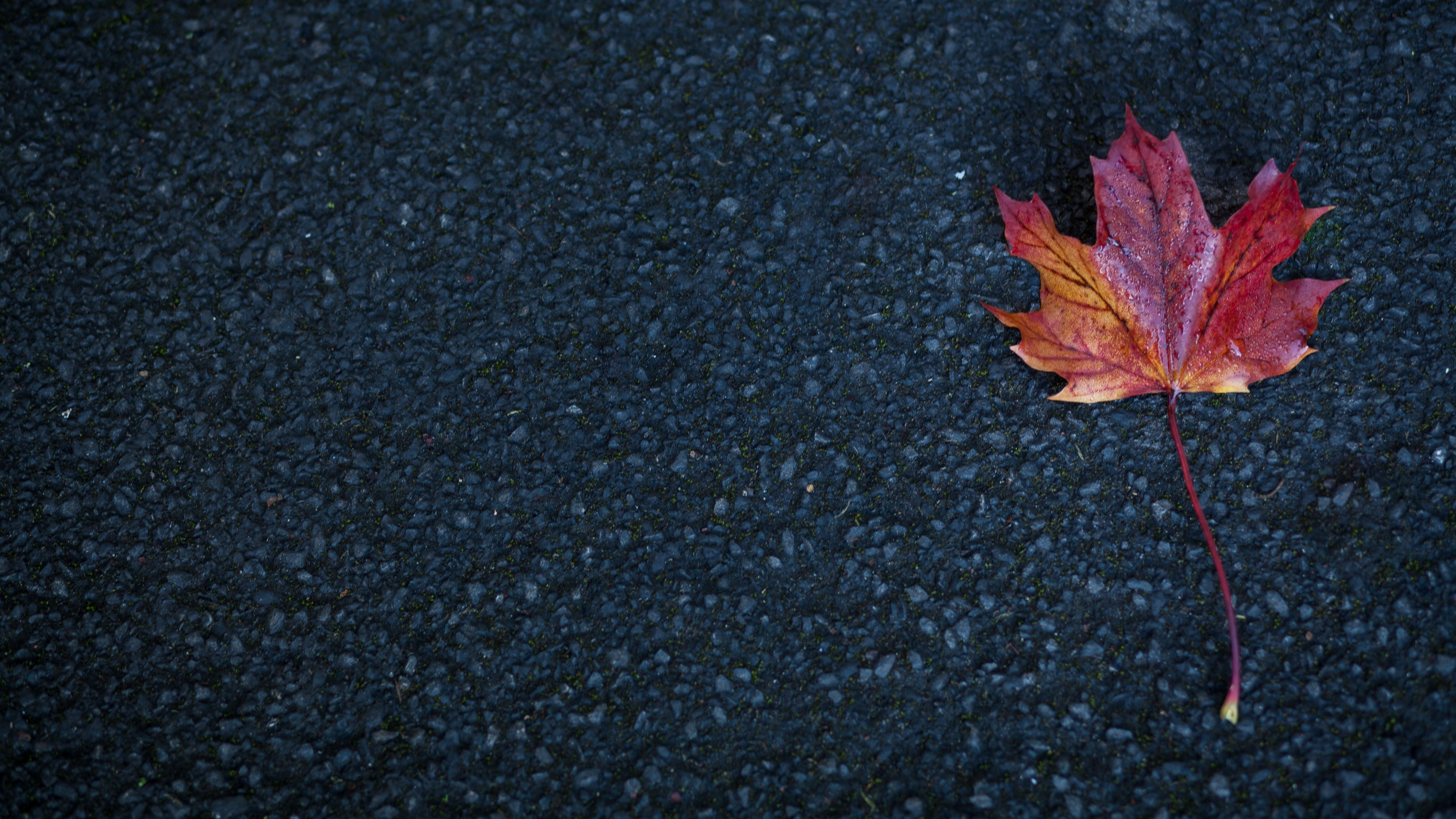 Autumn sheet, Maple leaf, Asphalt surface, Nature's beauty, 3840x2160 4K Desktop