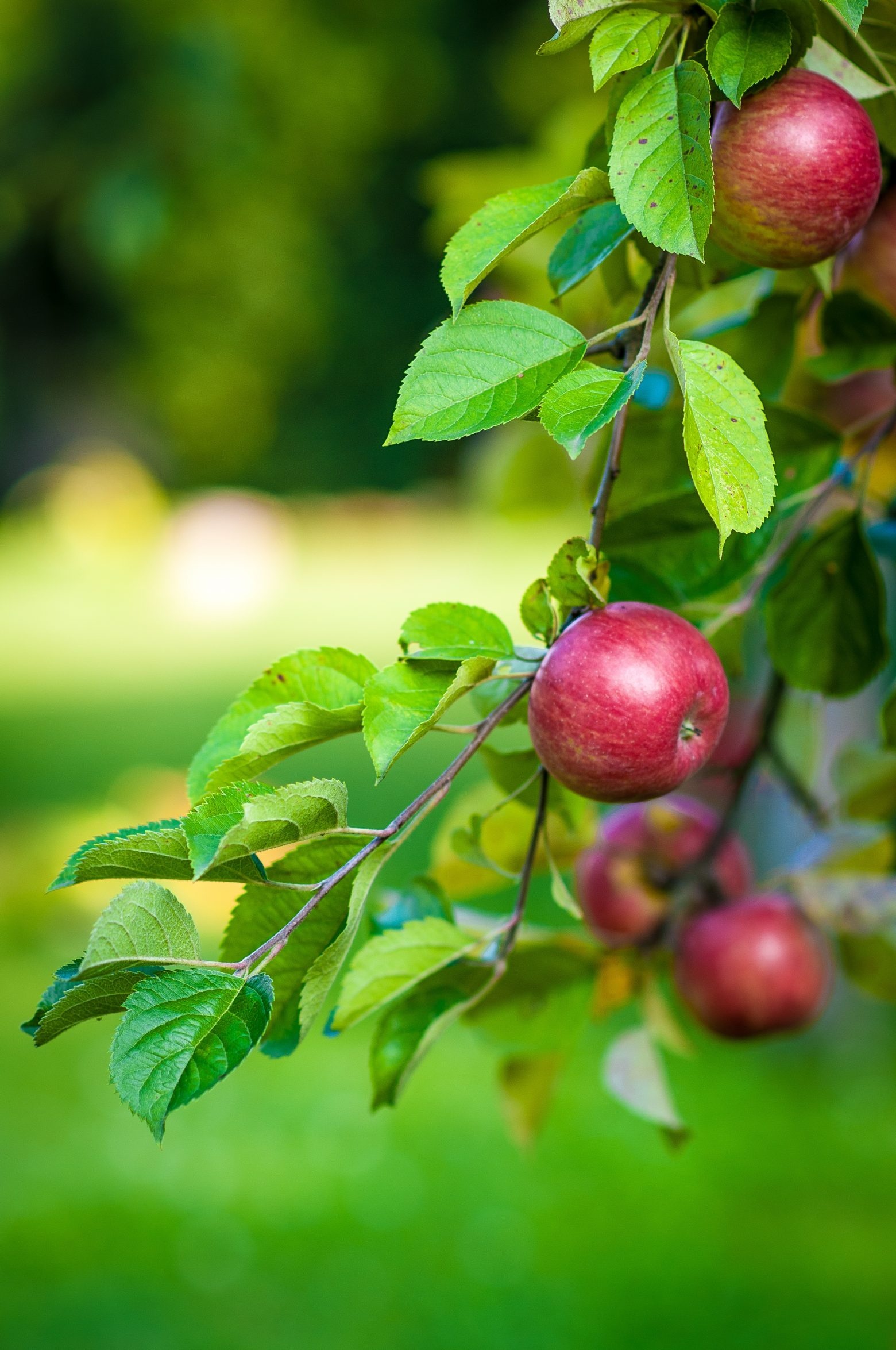 Apple tree branch, Fruits, Nature's bounty, Public domain, 1560x2350 HD Phone