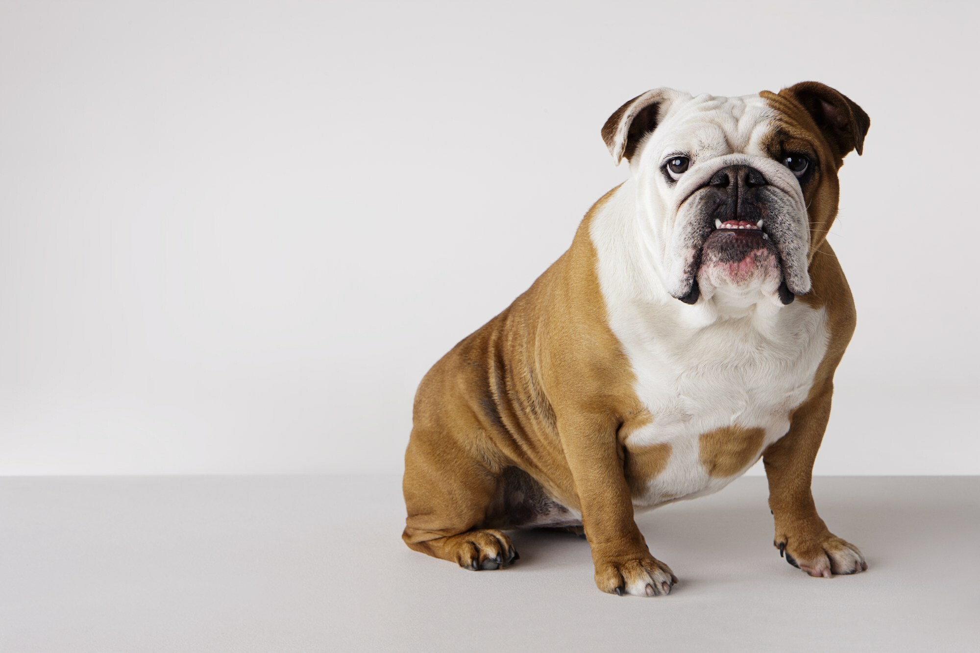 Bulldog: English breed, Animal, It has a large head, folded ears, a short muzzle, and a protruding lower jaw. 2000x1340 HD Background.