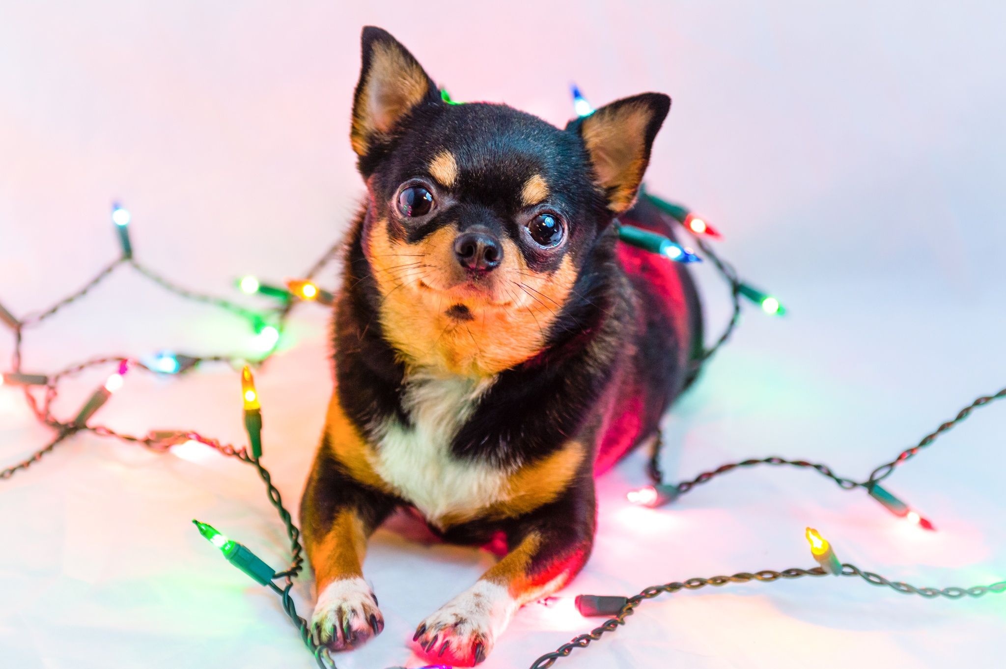 Christmas Chihuahua wallpaper, Festive canine, Holiday spirit, Adorable pet, 2050x1370 HD Desktop