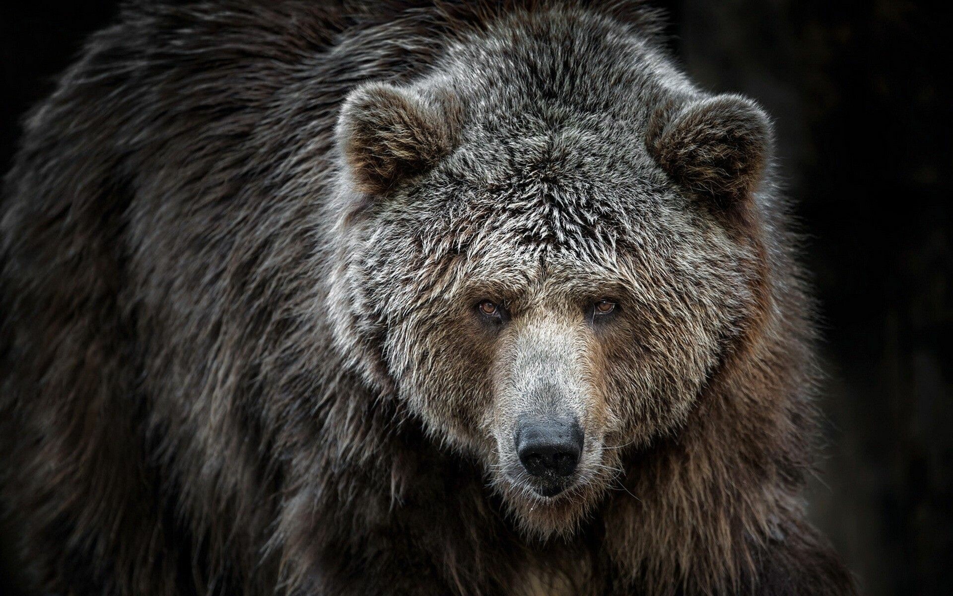 Bear: Grizzlies, Omnivorous animals, Feed on berries, plant roots and shoots, small mammals, fish, calves of many hoofed animals, and carrion. 1920x1200 HD Wallpaper.
