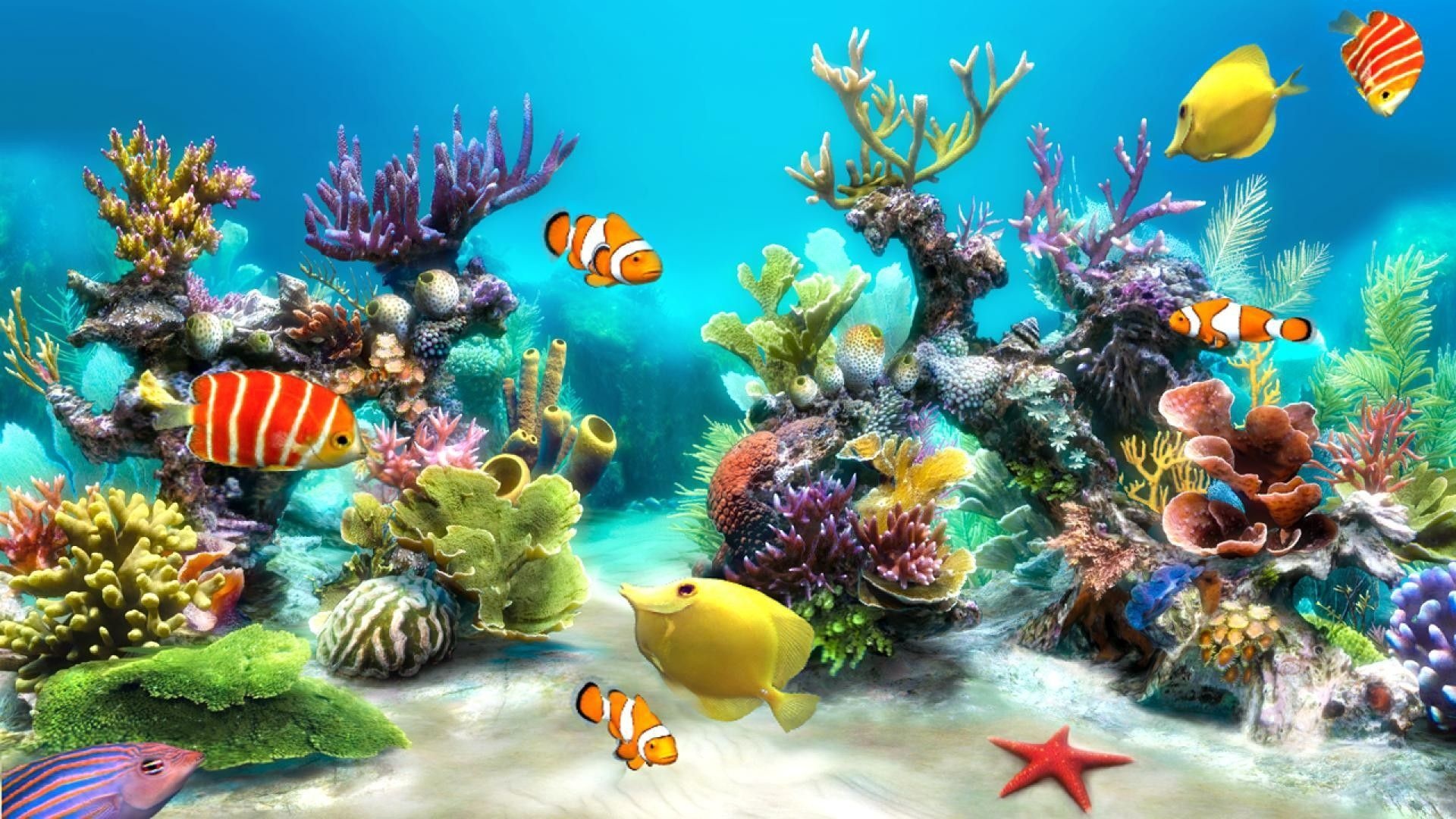 Aquarium, Marine life, Desktop backgrounds, Aquatic wonderland, Tranquil escape, 1920x1080 Full HD Desktop