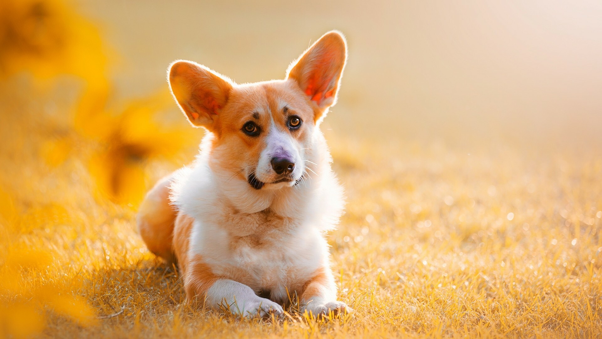 Corgi: Pembrokes have an average life expectancy of 12–15 years. 1920x1080 Full HD Background.