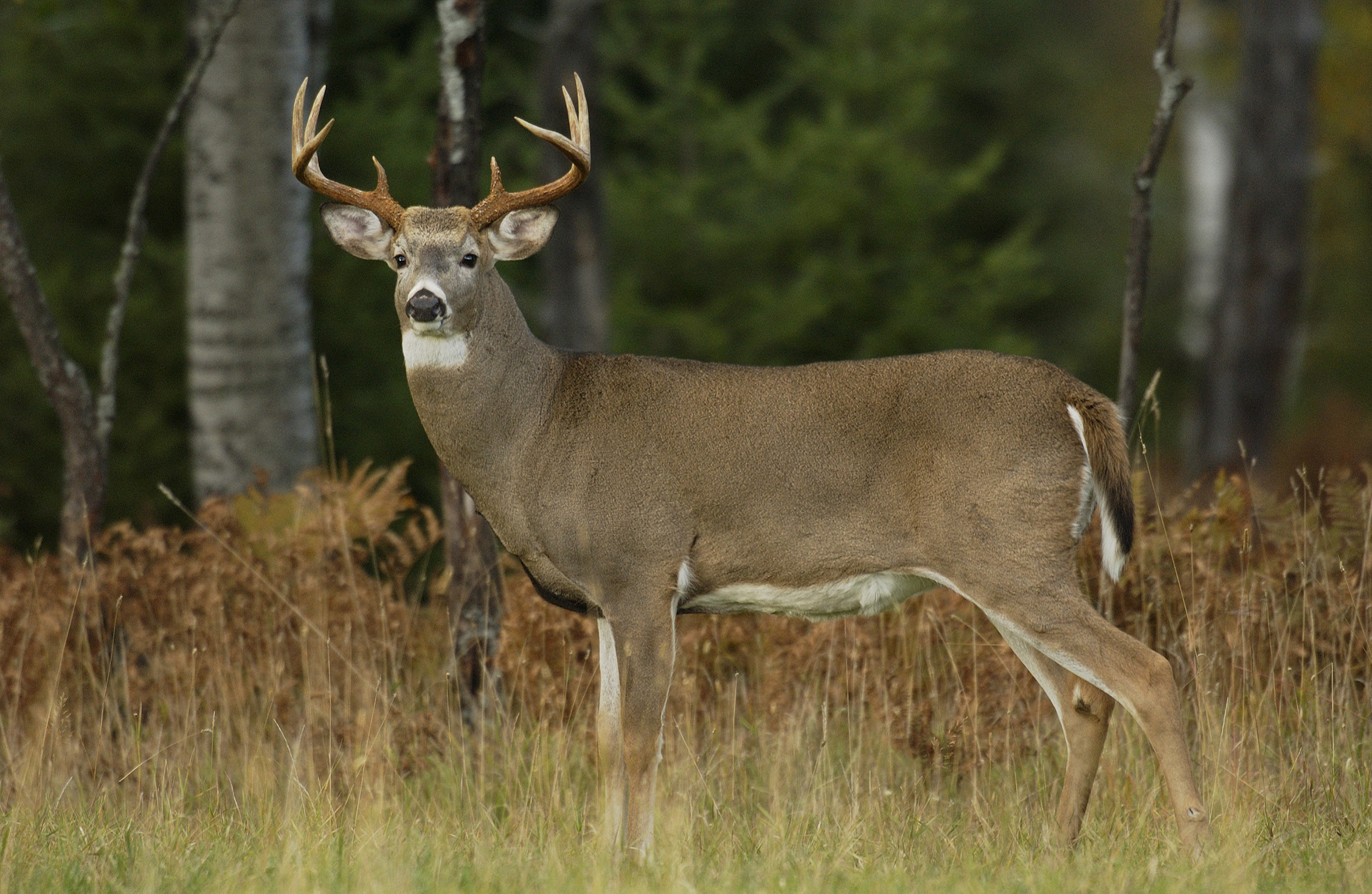 Southfield deer, Edible materials guidelines, Safety measures, Responsible feeding, 2260x1470 HD Desktop