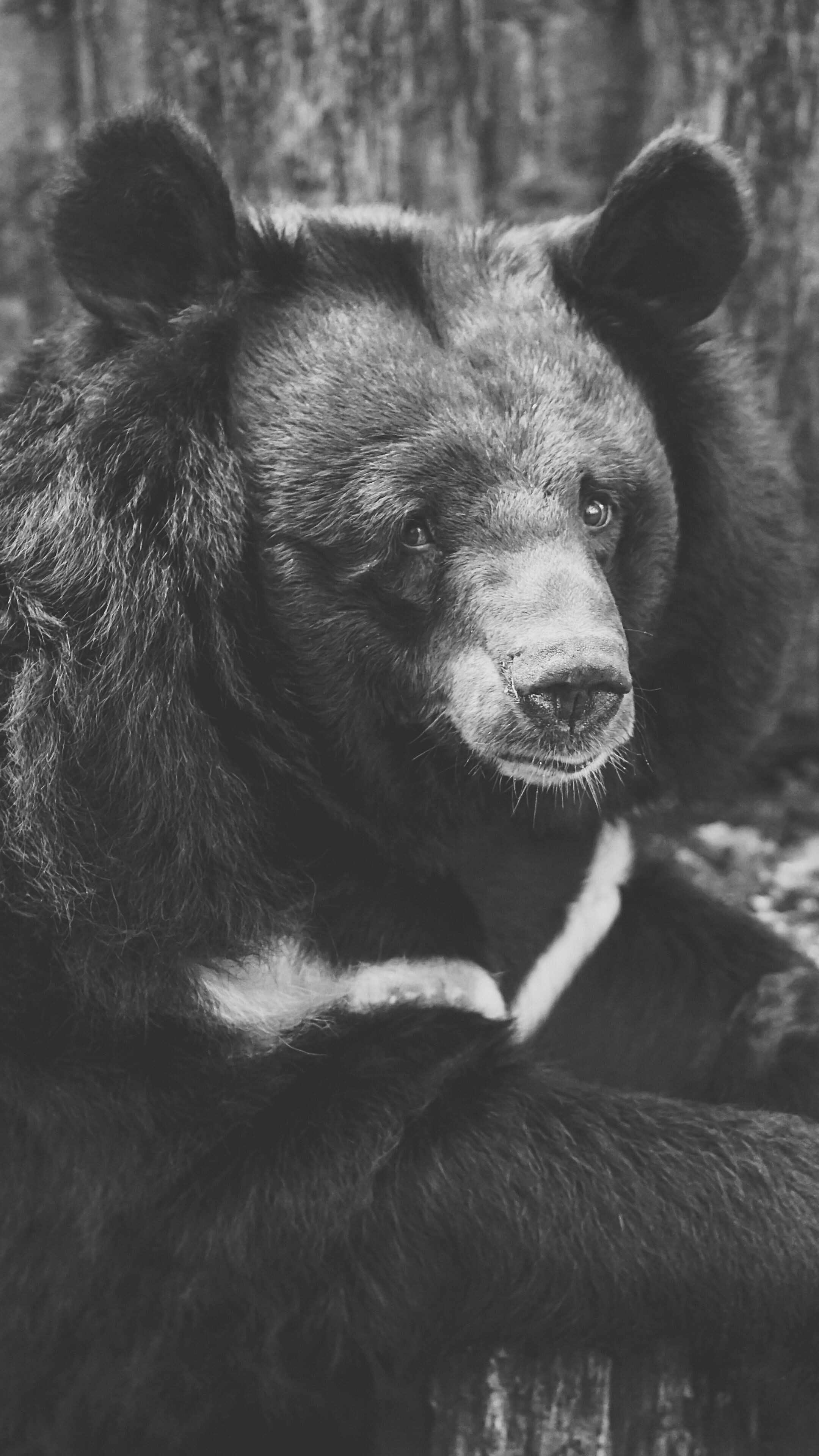 Bear: A large strong animal with thick fur, Black and white. 2160x3840 4K Background.