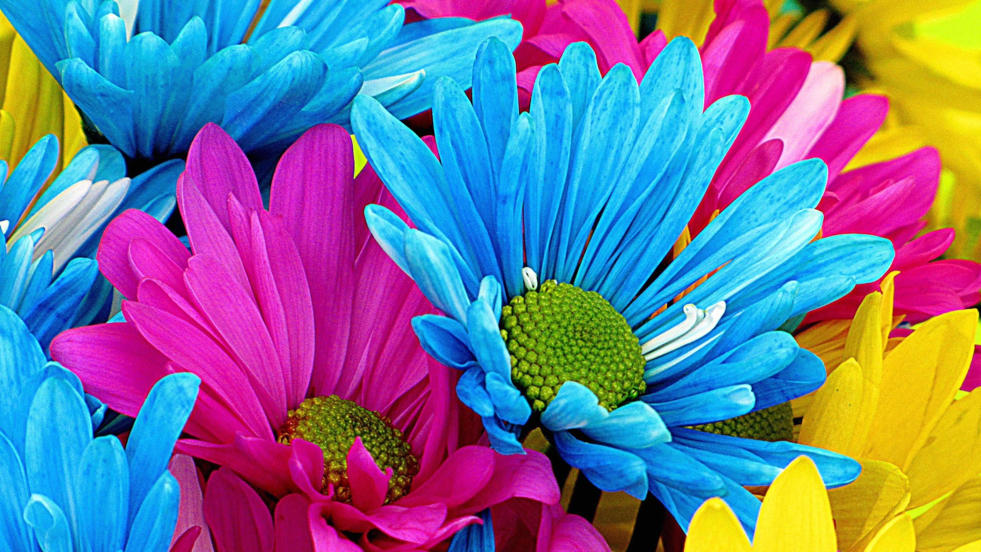 Gerbera Daisy: Tufted, caulescent, perennial herbs, often with woolly crowns, up to 80 cm high. 3840x2160 4K Background.