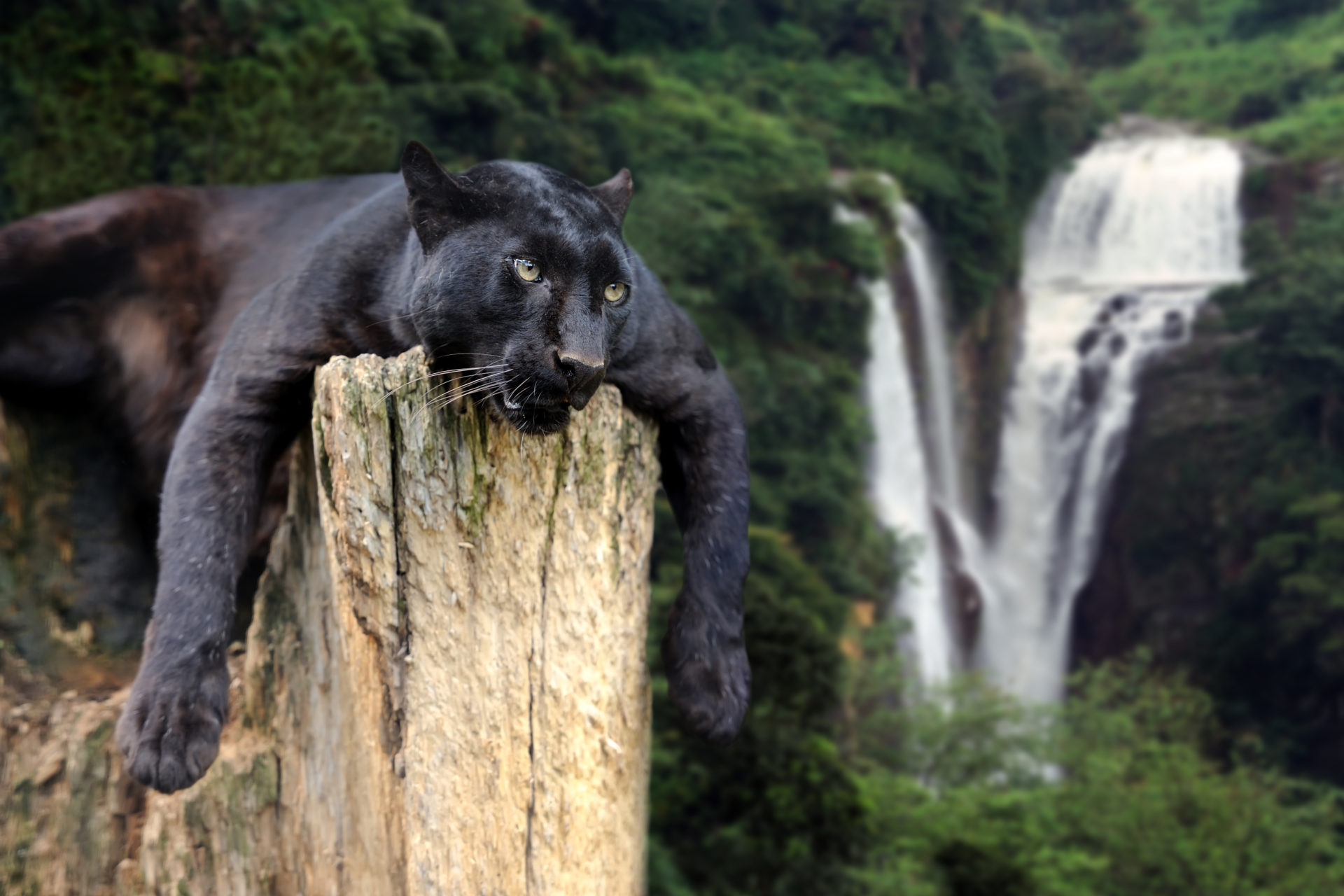 Black Panther (Animal): Dark-colored leopards, Live in sub-Saharan Africa, Northeast Africa, parts of Western and Central Asia. 1920x1280 HD Background.