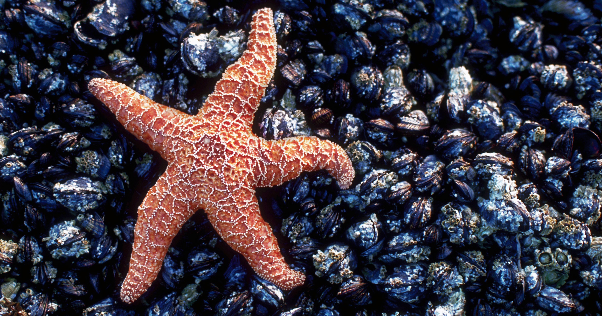 Sea Star: Have an eye spot at the end of each arm, Clams, Shellfish. 2330x1220 HD Background.