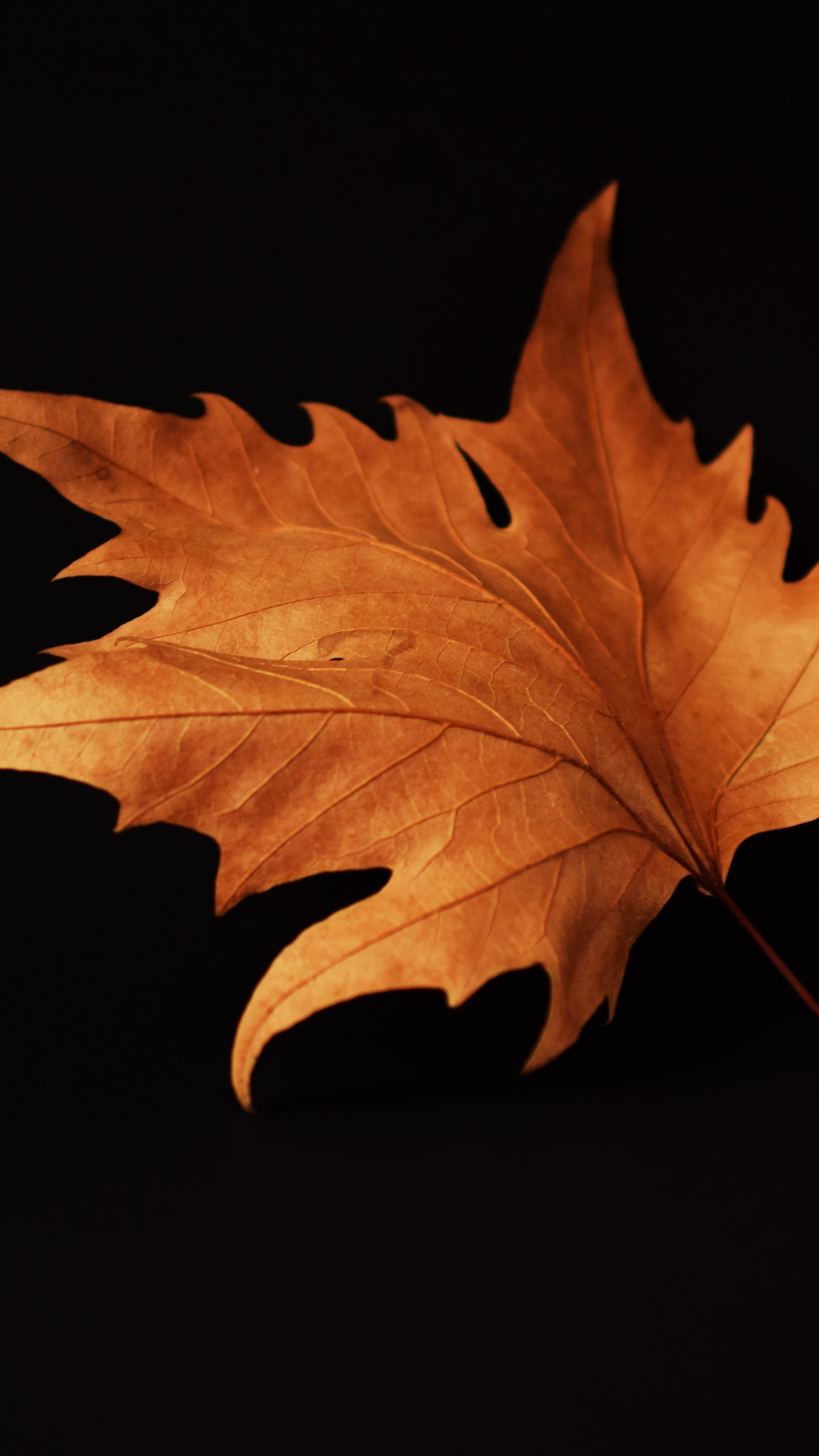 Autumn leaf, Black background, Sony Xperia X XZ Z5 Premium, Striking imagery, 2160x3840 4K Handy