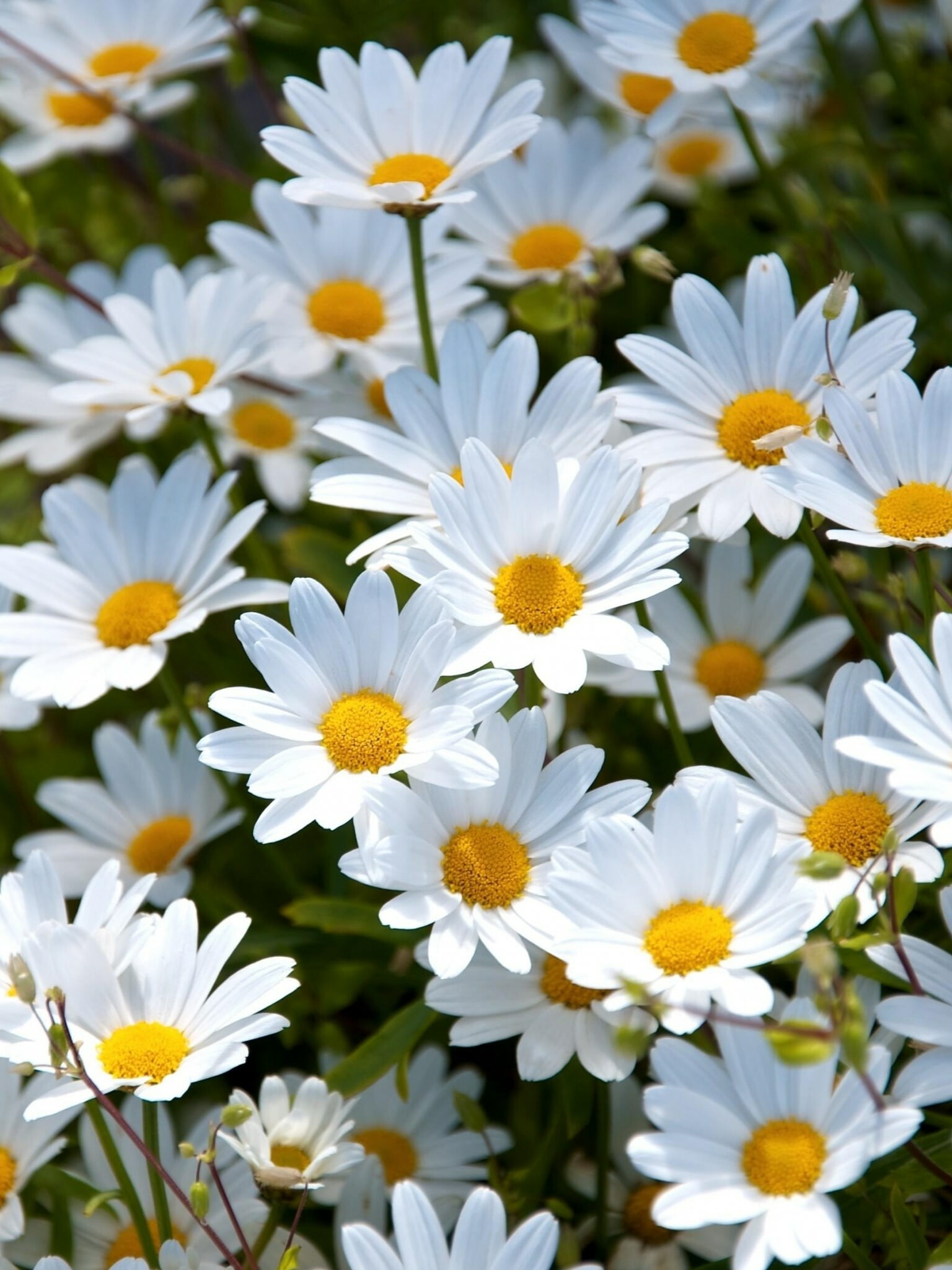Daisy: Daisies prefer rich fast-draining soil, plenty of water, and ample sunshine. 1540x2050 HD Background.