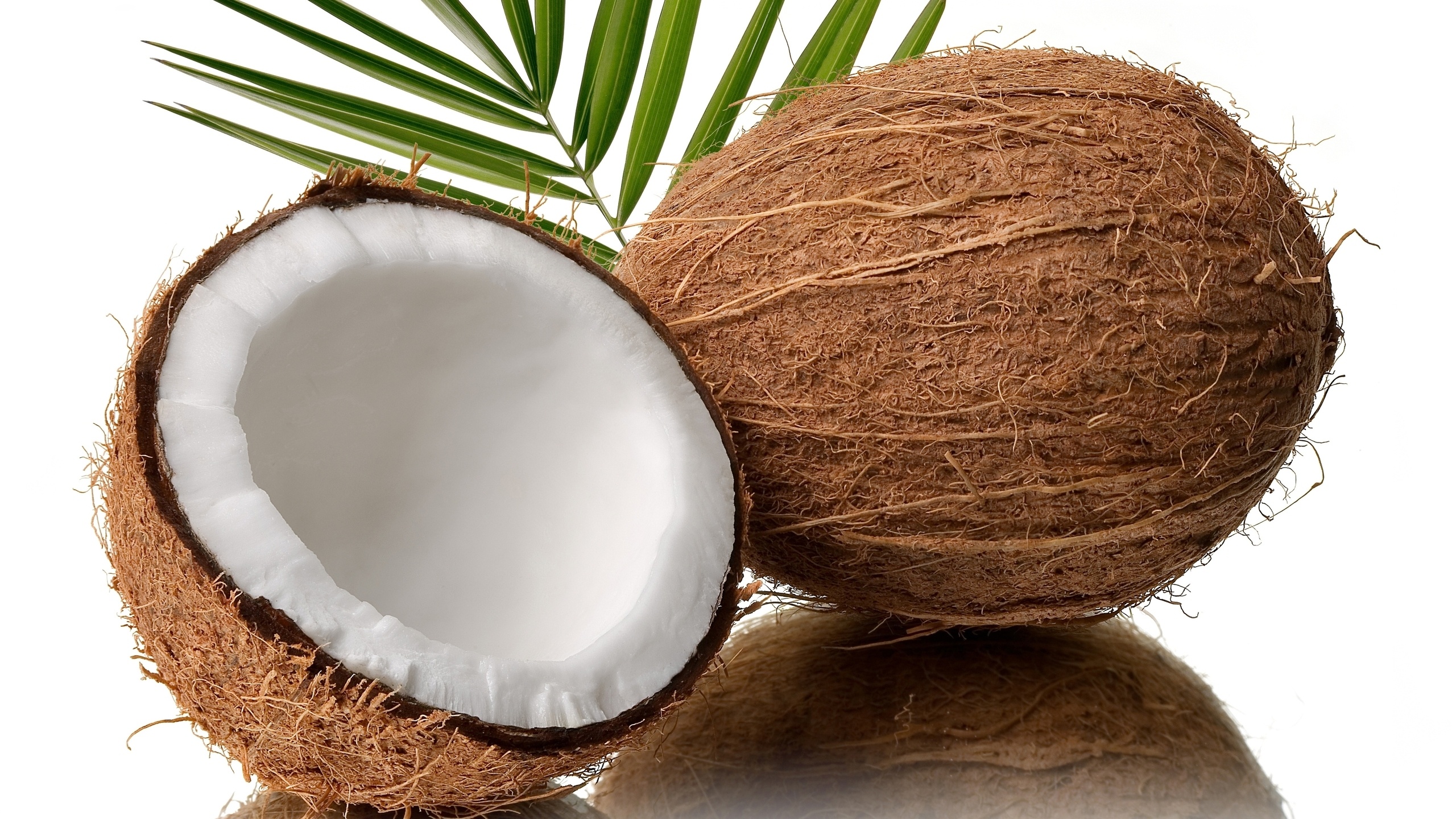 Coconut: An important perennial crop of the humid tropics. 2560x1440 HD Background.