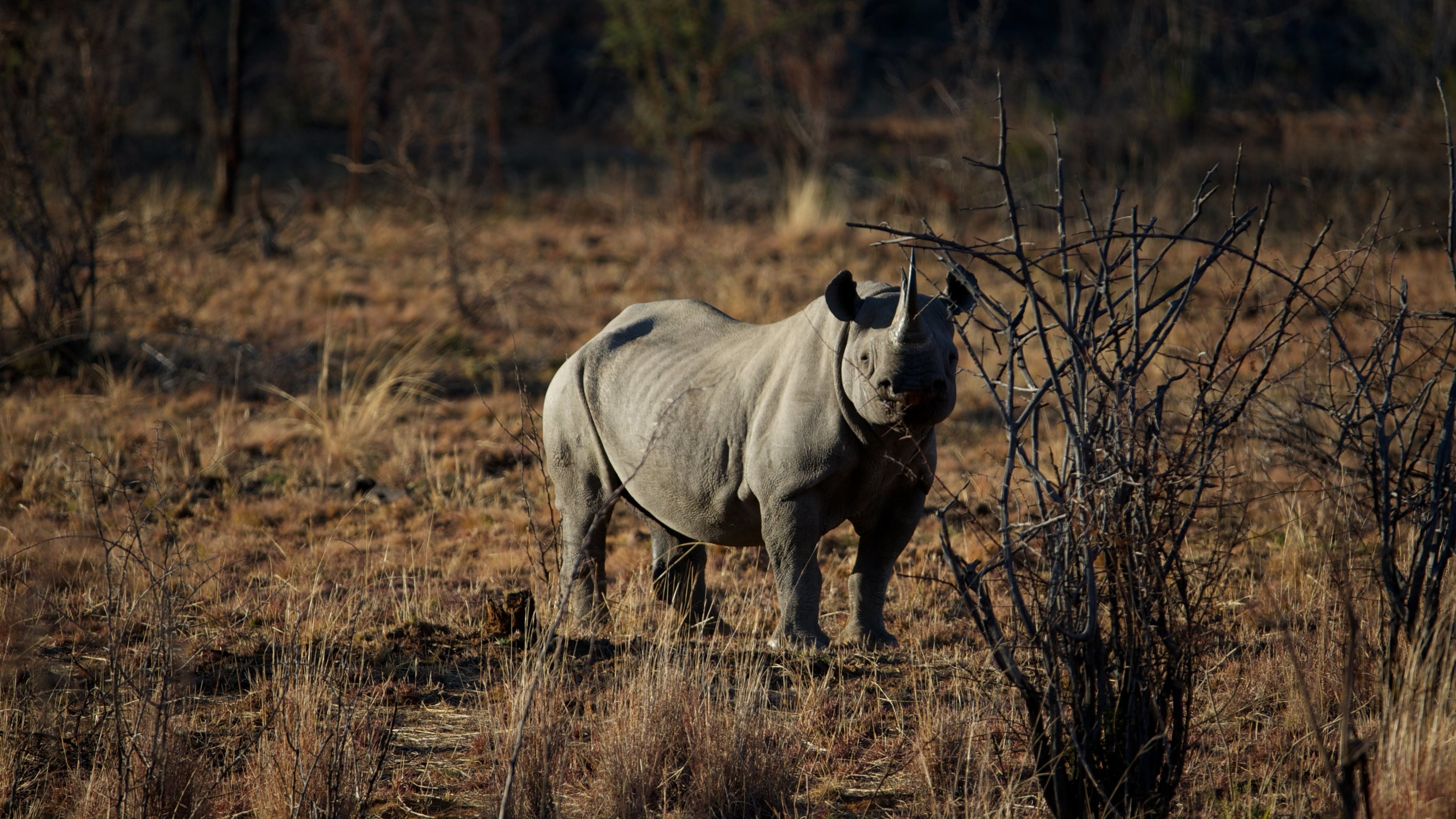 Multiple rhino wallpapers, Diverse rhino images, Rhino picture compilation, Rhino photo selection, 3840x2160 4K Desktop