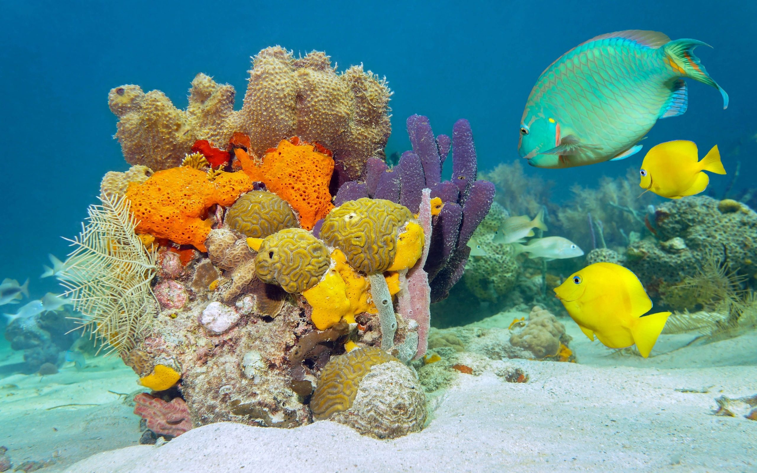 Fish wallpaper collection, Aquatic beauty, Mesmerizing underwater scenes, Captivating marine life, 2560x1600 HD Desktop
