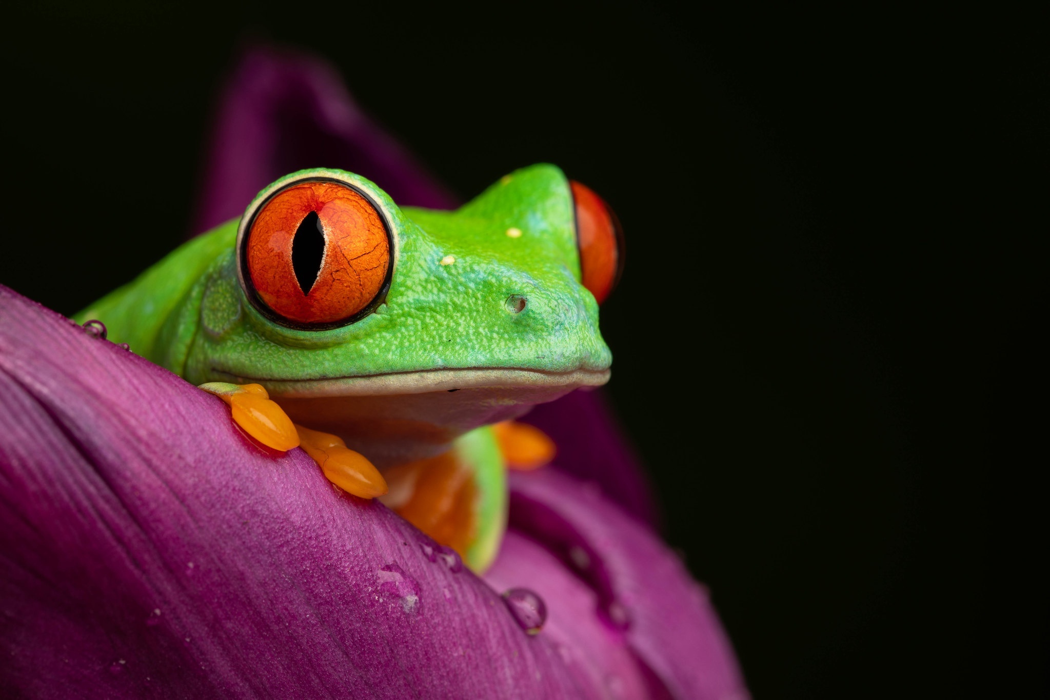 Mesmerizing wildlife, Vibrant red-eyed frog, Macro photography, Wildlife enthusiast, 2050x1370 HD Desktop