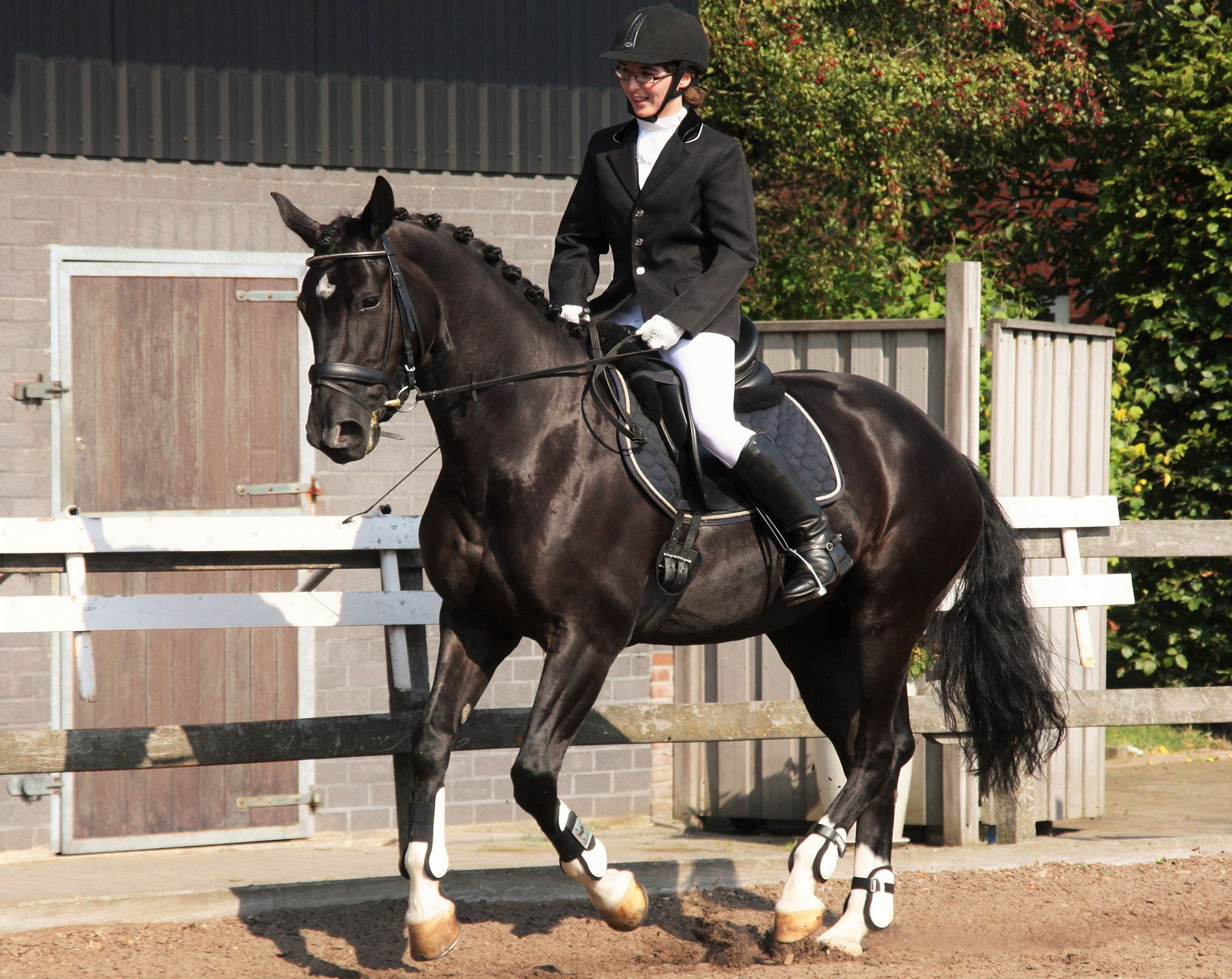 Dressage: The Walk of a Hanoverian horse, Free, energetic and relaxed marching gait, Equestrian sports, Saddle riding. 2100x1670 HD Background.