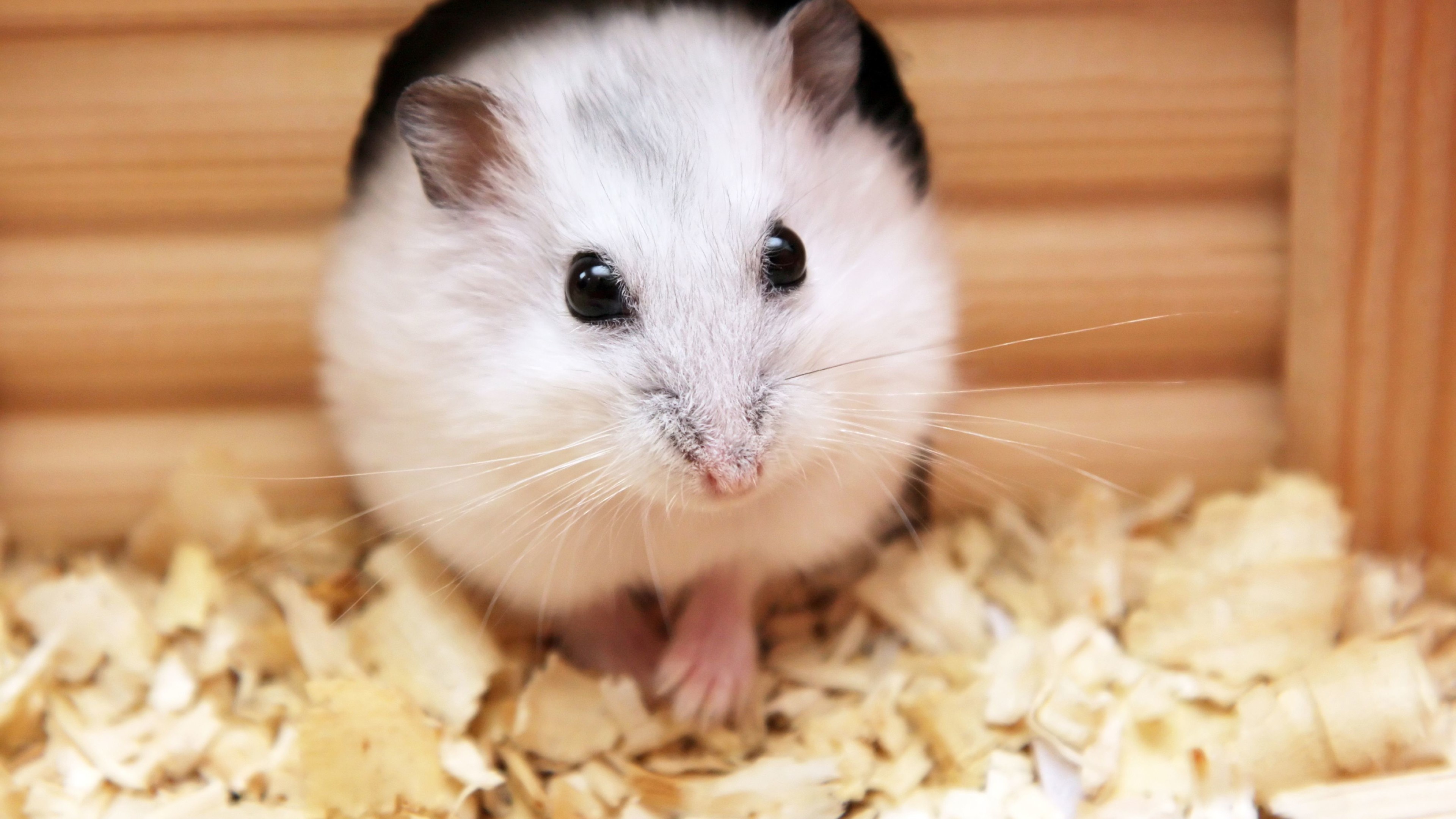 Cute baby hamster, Desktop wallpaper, High-definition image, Free download, 3840x2160 4K Desktop