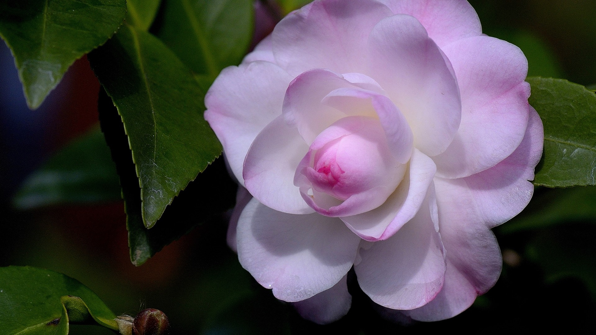 Pink camellia, Floral wallpaper, Beautiful blooms, Nature's gift, 1920x1080 Full HD Desktop