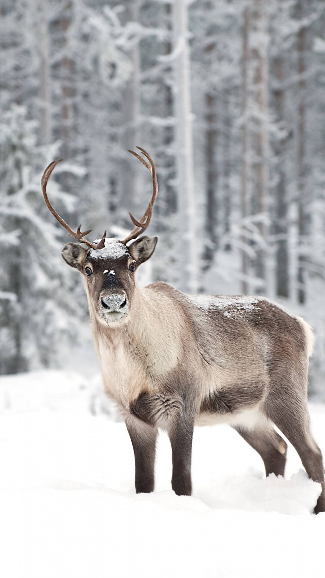 Reindeer: There are two varieties, or ecotypes: tundra and forest (or woodland) species. 1080x1920 Full HD Wallpaper.