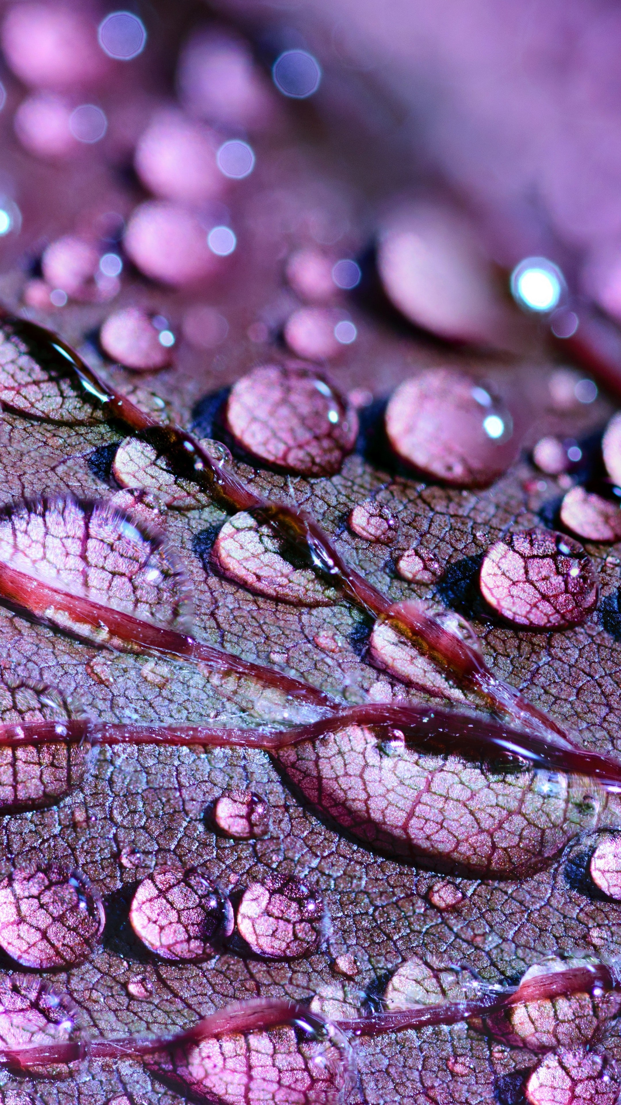 Water drops, Nature's beauty, Macro photography, Close-up view, 2160x3840 4K Handy