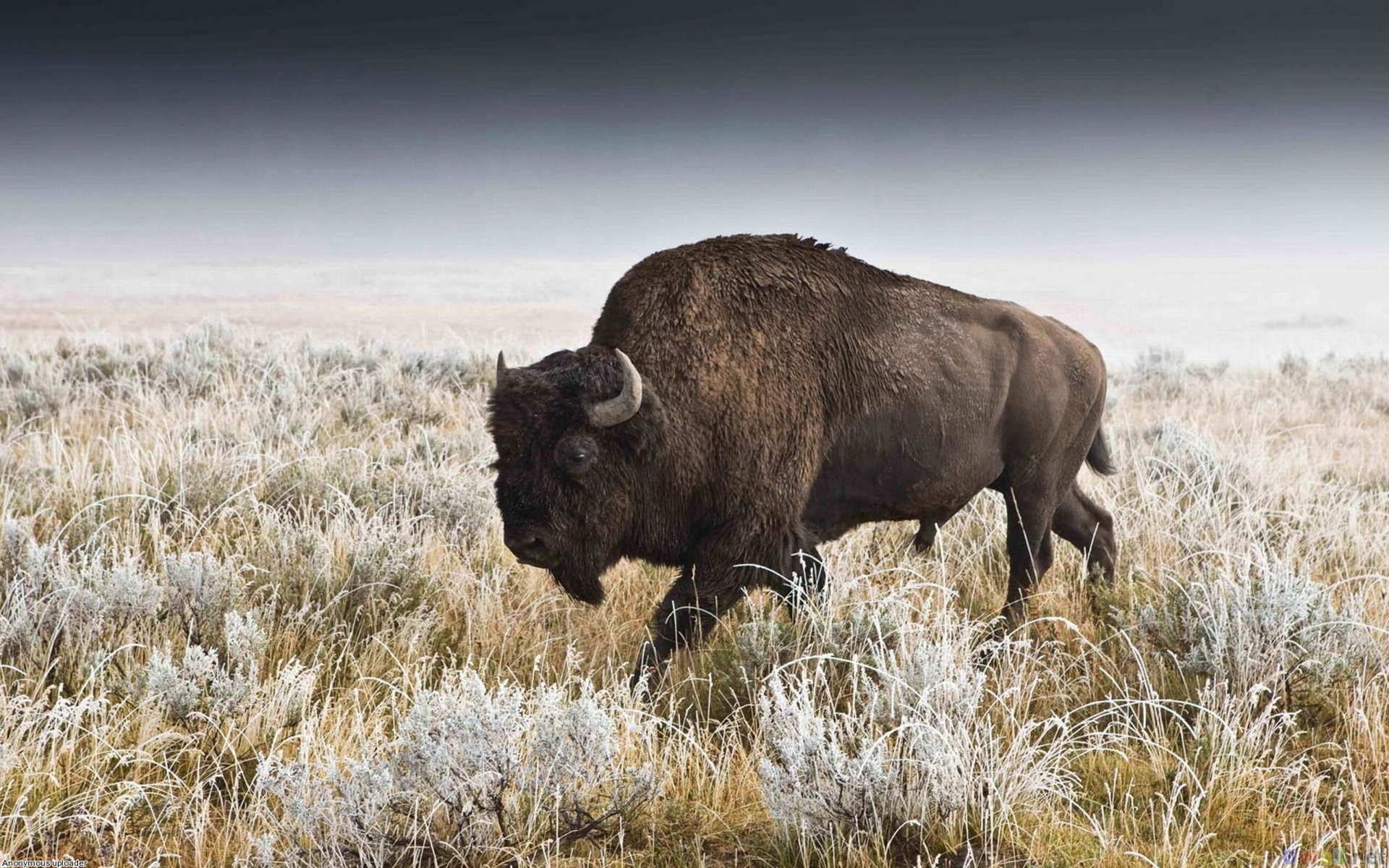 American bison wonder, Bison's pride, Wild frontier, Enduring spirit, 1920x1200 HD Desktop