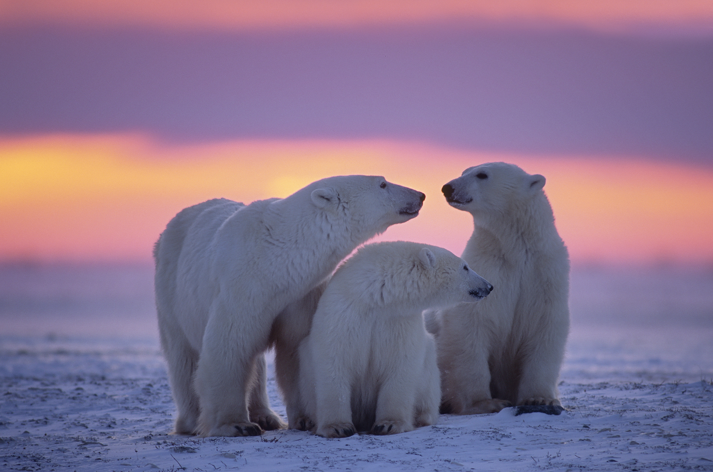 Polar bear family, HD animal wallpapers, Nature's harmony, Wildlife photography, 2500x1660 HD Desktop