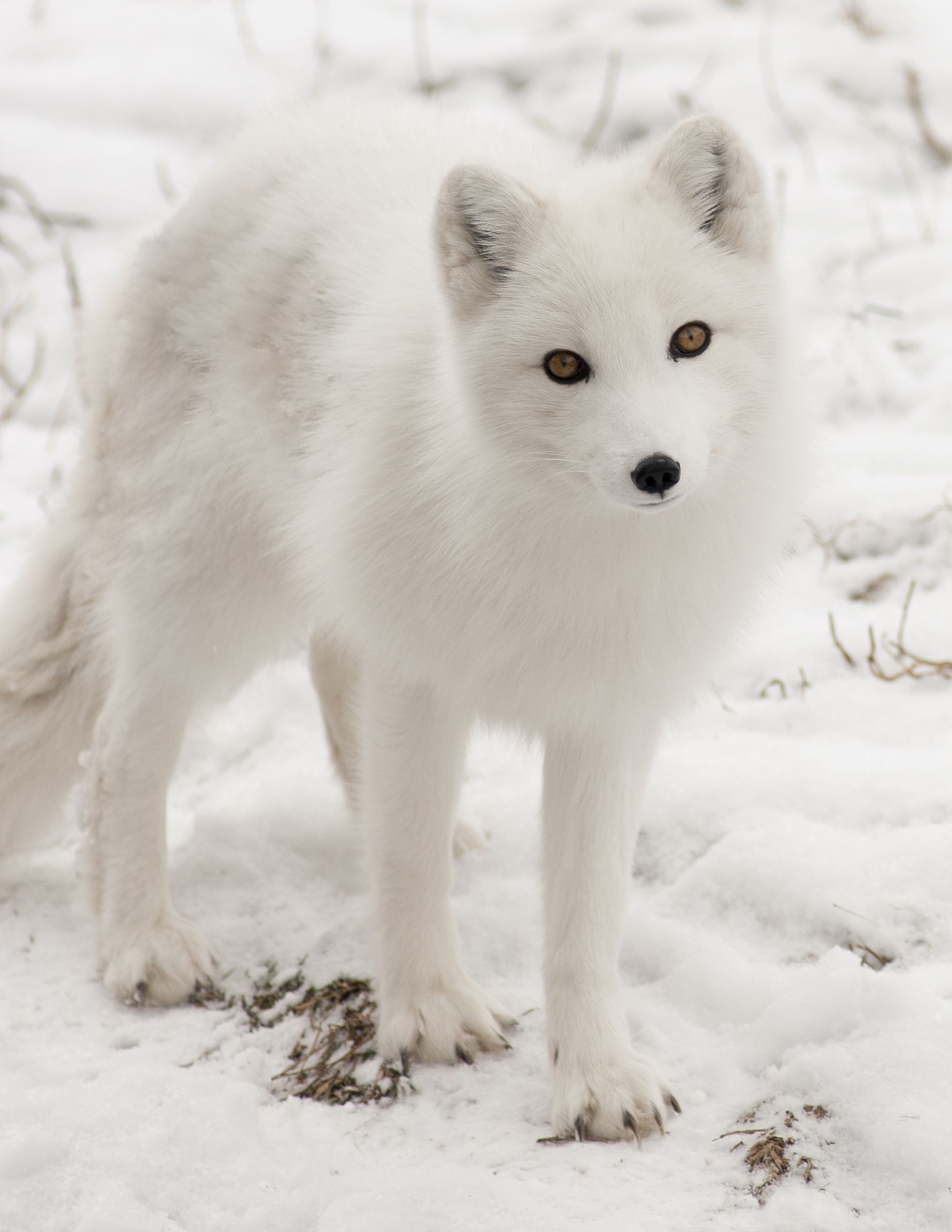 Arctic fox, Majestic creature, Pet fox, Albino beauty, 1840x2380 HD Phone