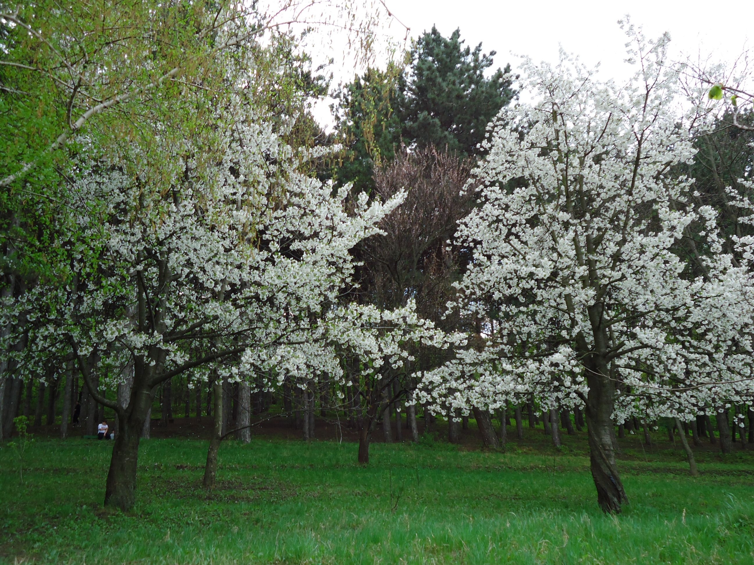 Cherry Tree, Sakura in chisinau, Bloom c ilinca, Nature pictures, 2600x1950 HD Desktop
