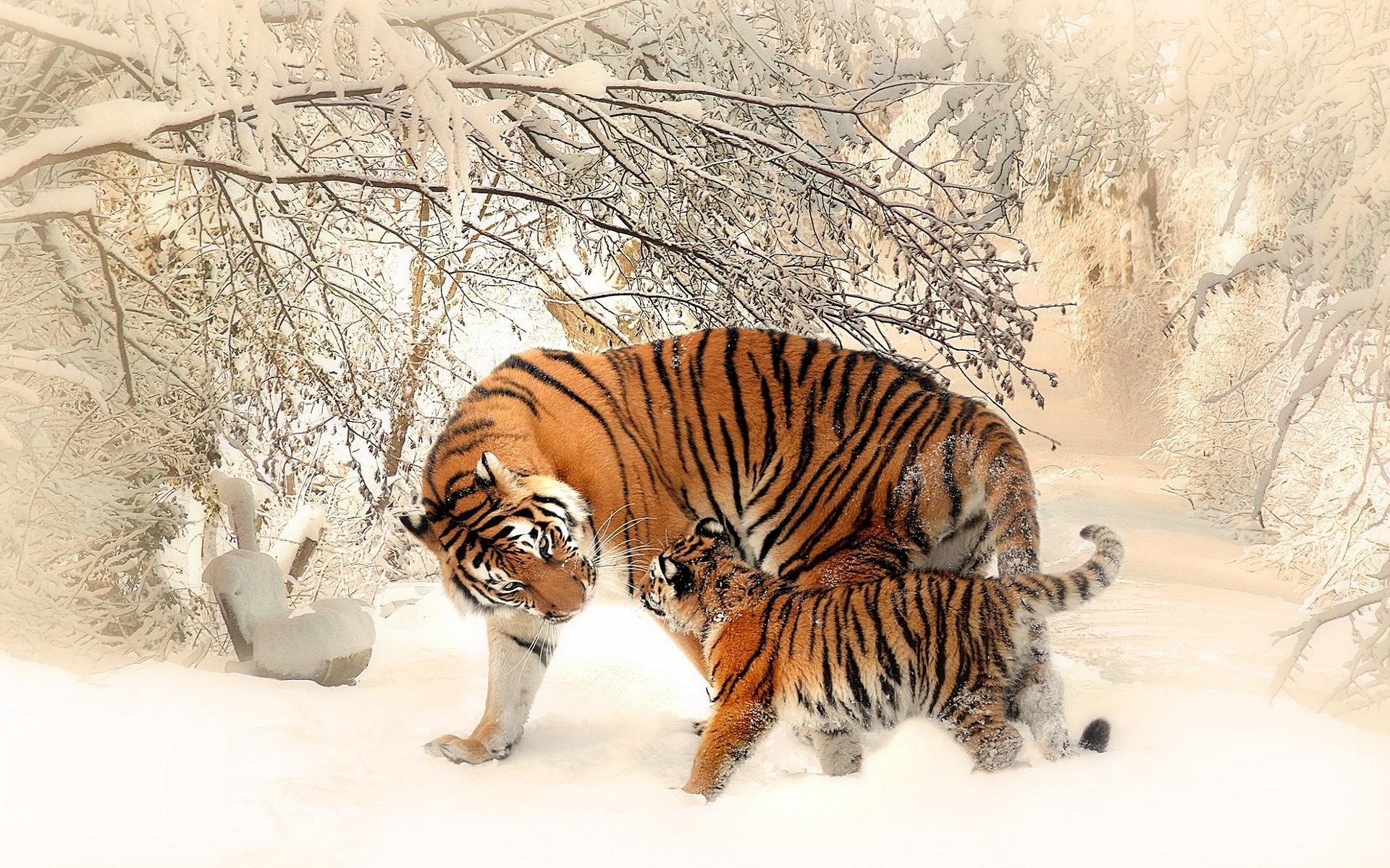 Baby tiger, Husky jaguar, Wild companions, Untamed cuteness, 1920x1200 HD Desktop