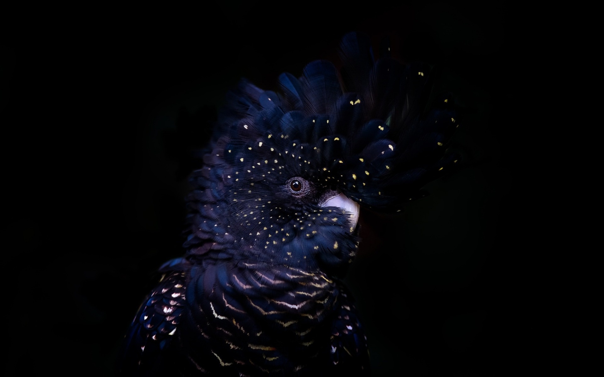 Cockatoo: Red-Tailed Black Species, Australian Black Parrot. 1920x1200 HD Wallpaper.