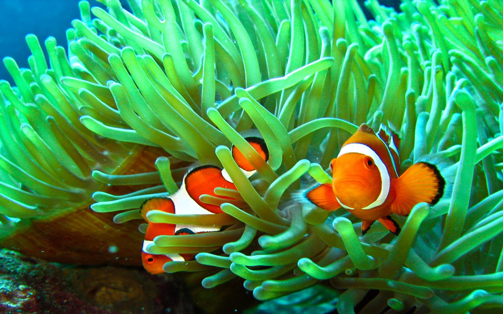 Pair of clownfish, Sea grass habitat, Marine companions, Underwater exploration, 1920x1200 HD Desktop