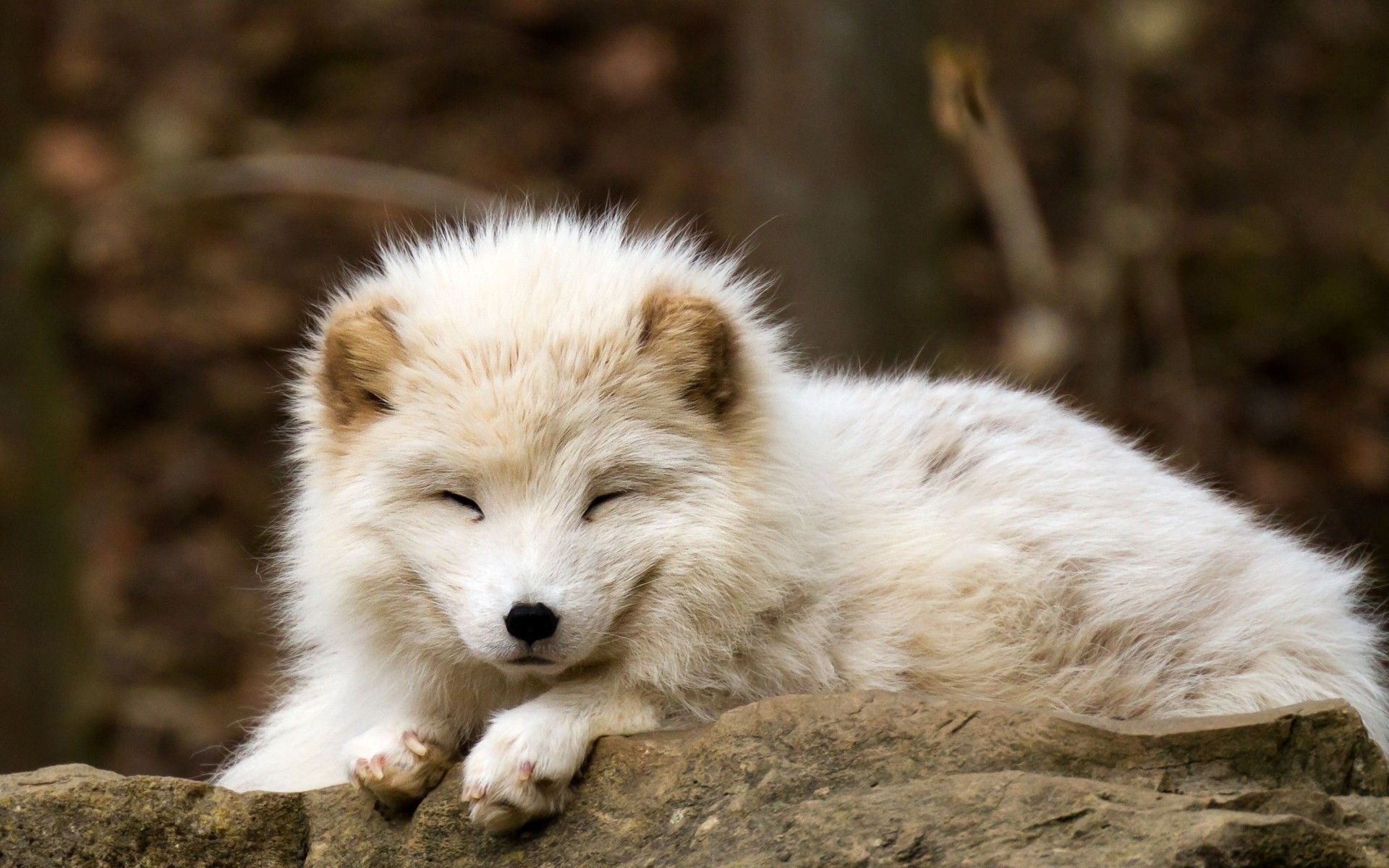 Cute baby fox, Playful nature, Adorable backgrounds, Forest beauty, 1920x1200 HD Desktop