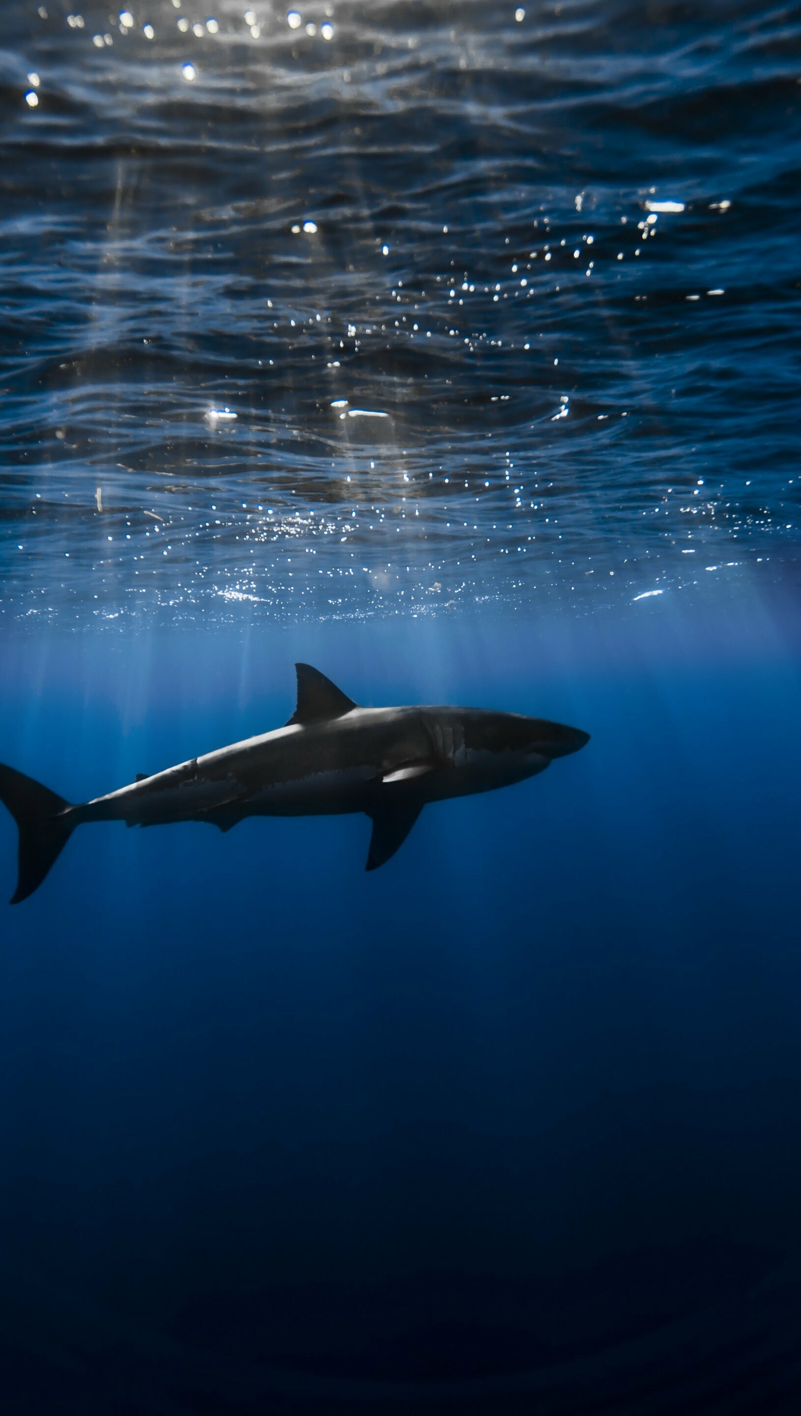Shark: underwater, Heterodontiformes generally referred to as the bullhead or horn species. 1630x2880 HD Background.