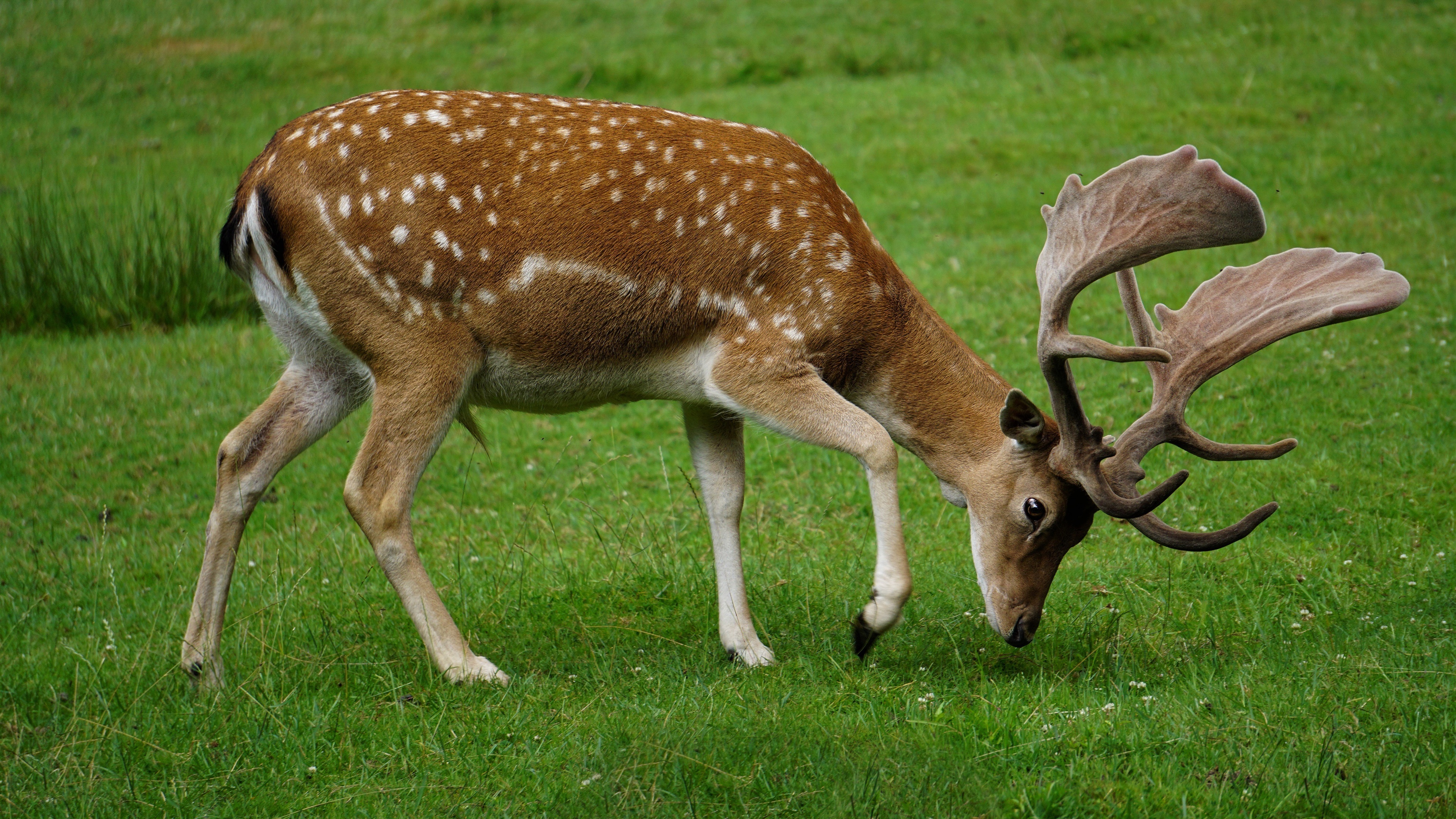 Deer in forest, HD wildlife, Nature's beauty, Breathtaking image, 3840x2160 4K Desktop