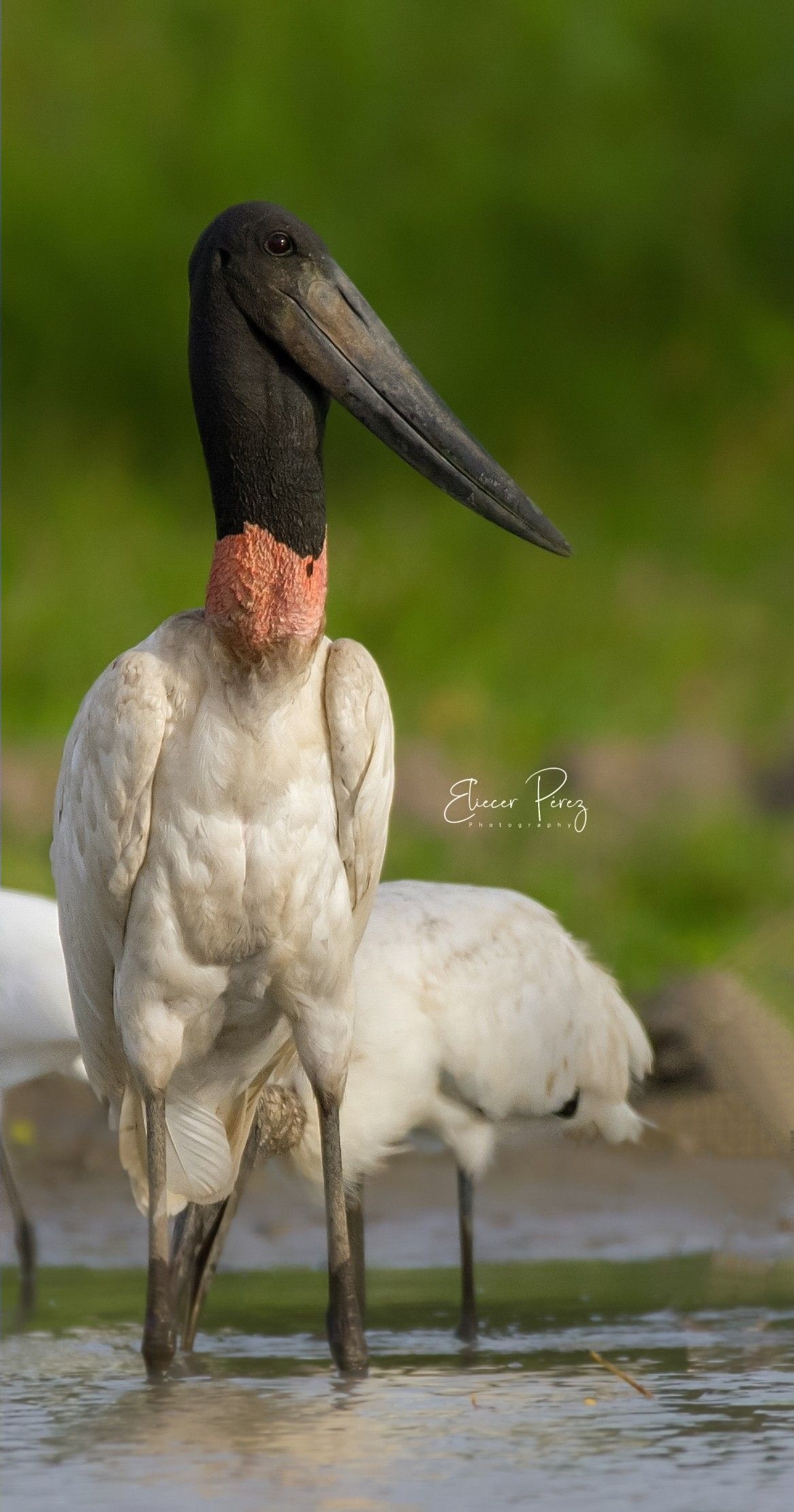 Jabiru, Majestic bird, South American wetlands, Long beak, 1170x2220 HD Phone
