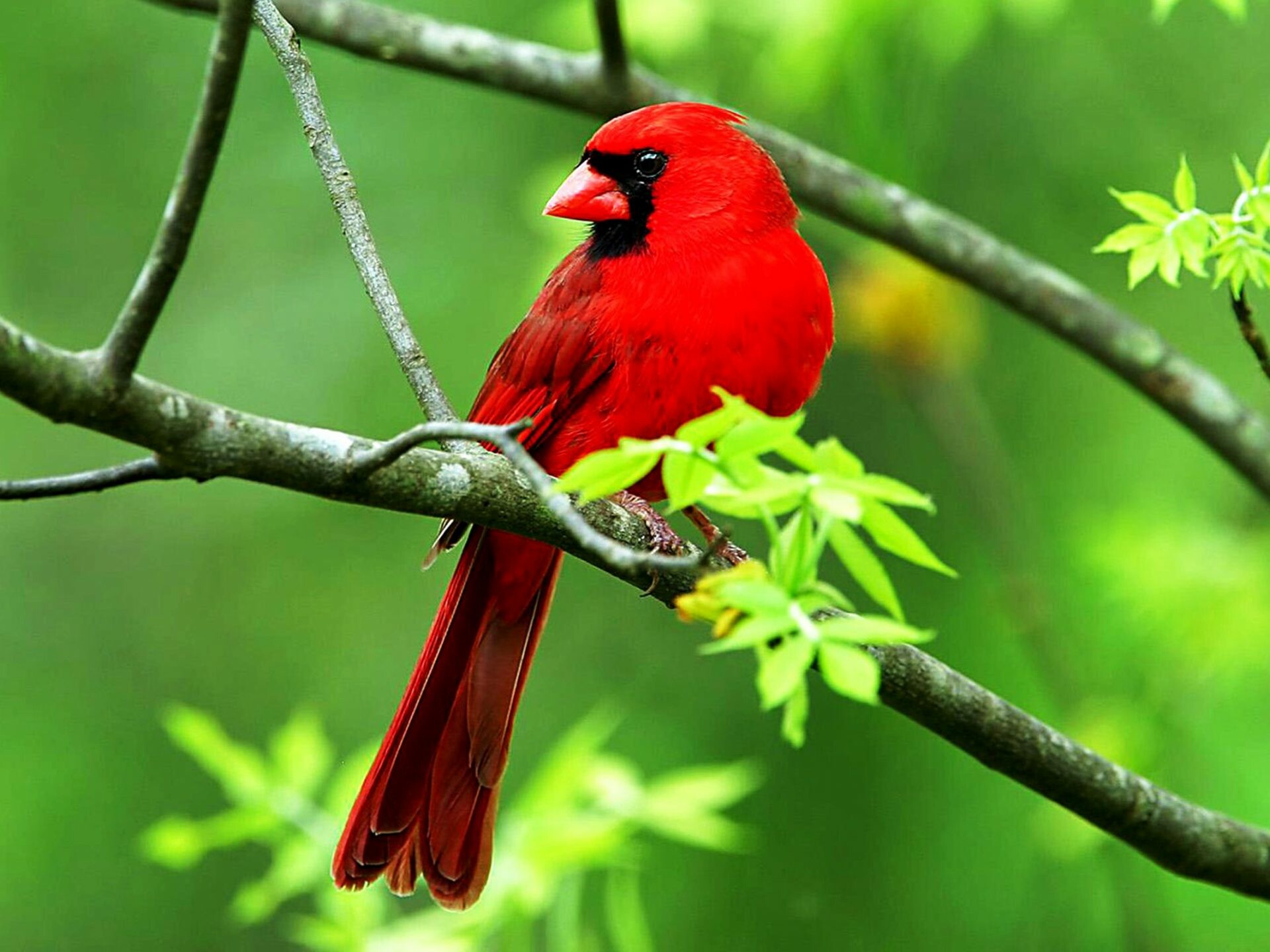 Bird: Cardinalidae, Vertebrate animal that have feathers, wings, and beaks. 1920x1440 HD Wallpaper.